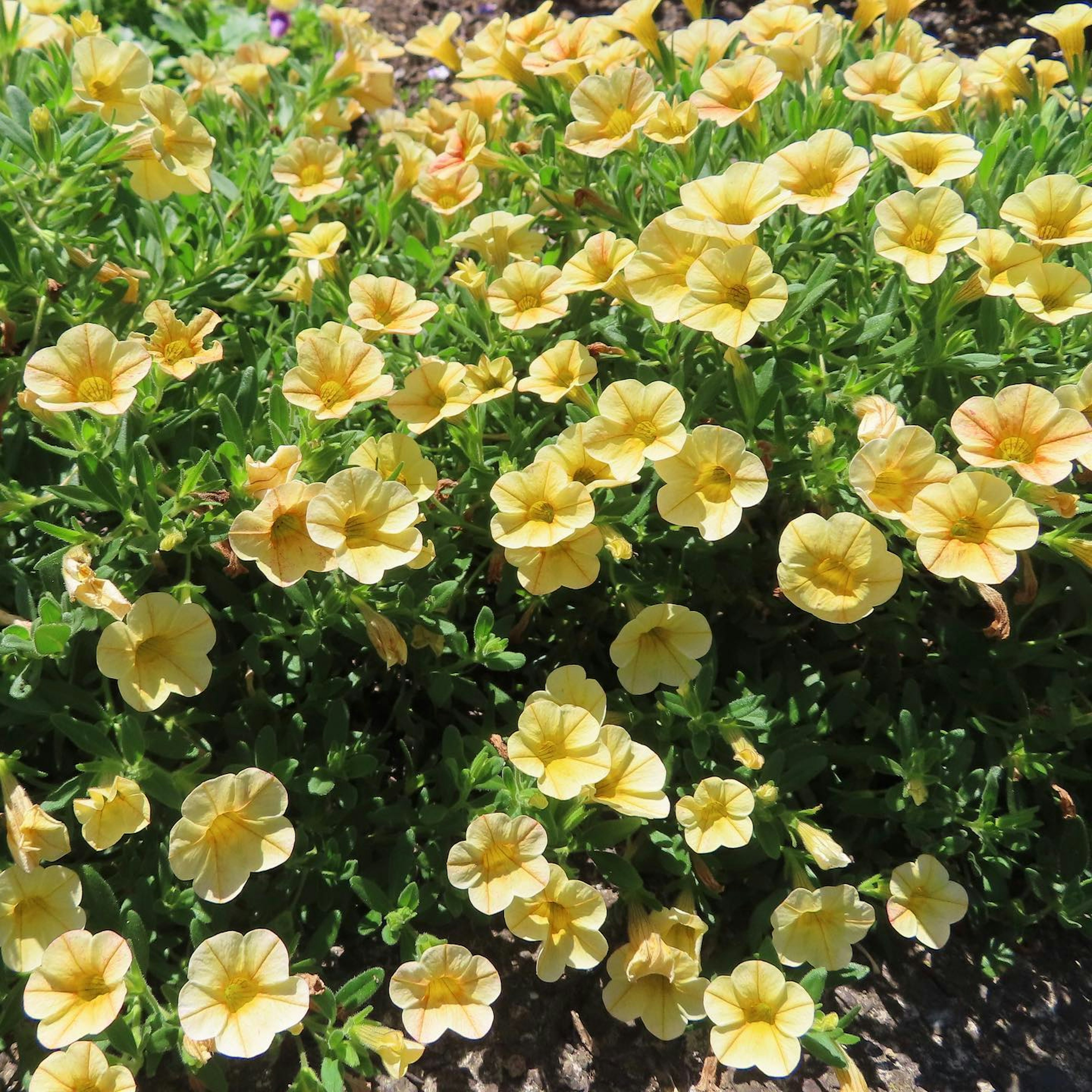 A cluster of bright yellow flowers on green foliage