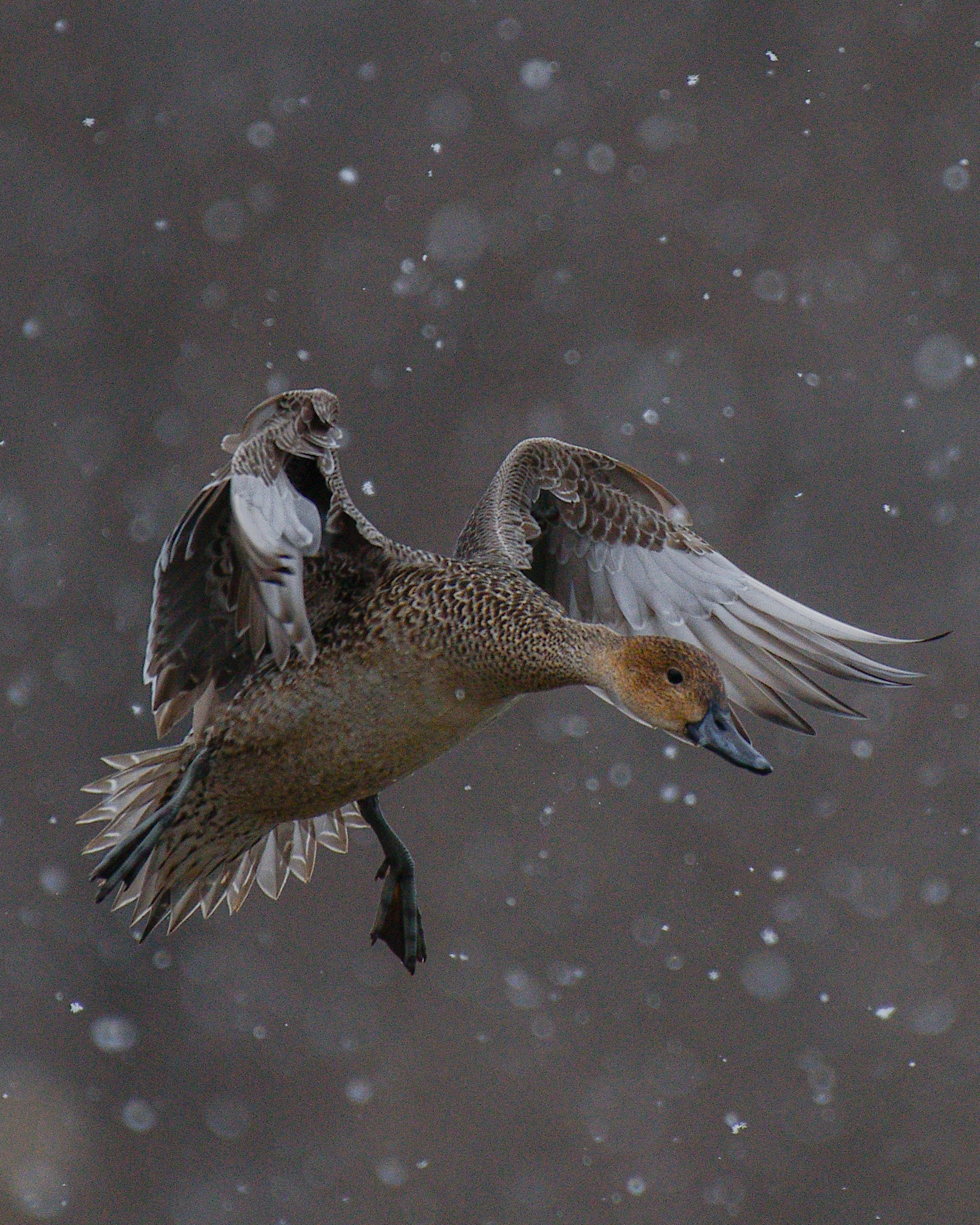 雪の中で飛ぶカモの一種の鳥