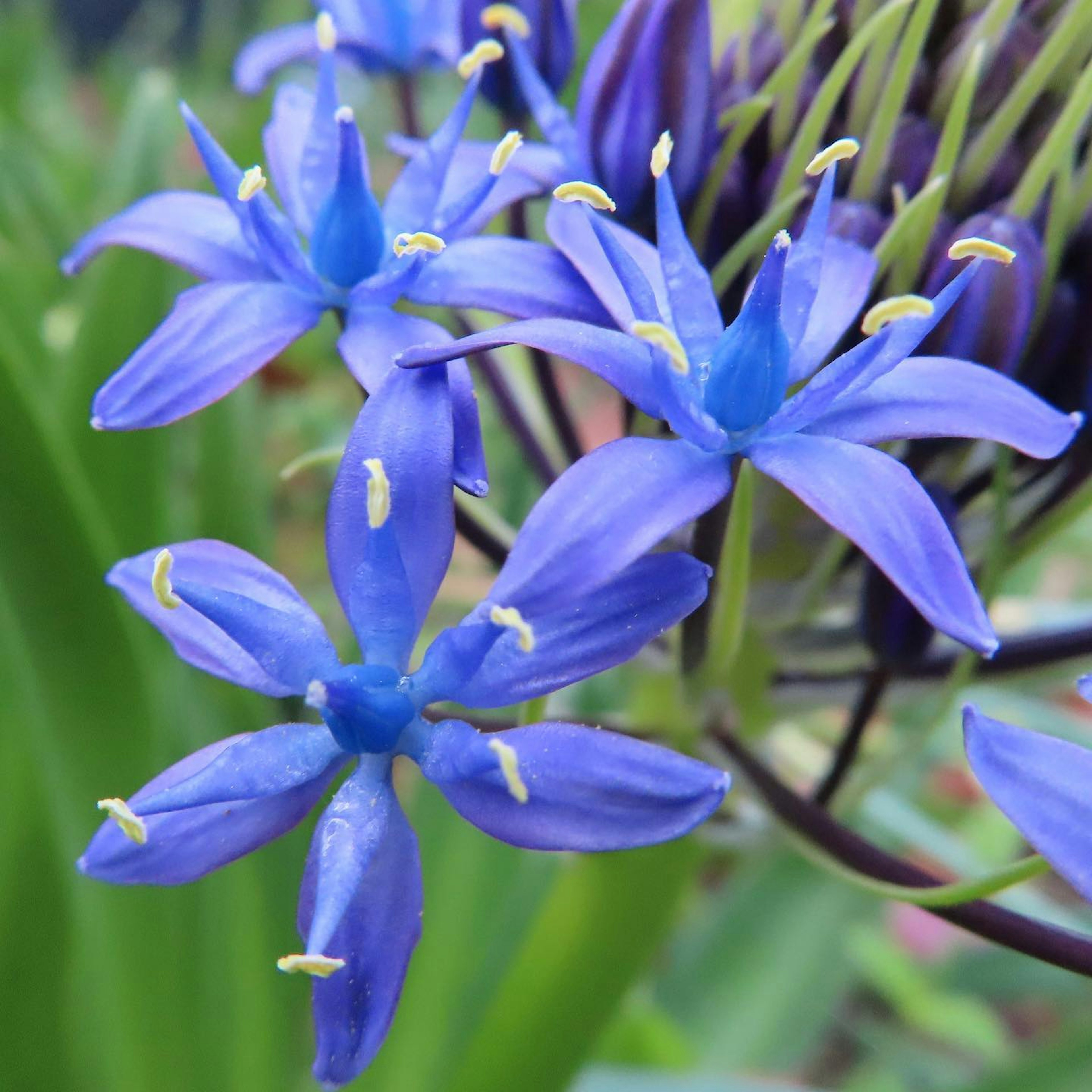 Primo piano di fiori blu con petali allungati e stami gialli