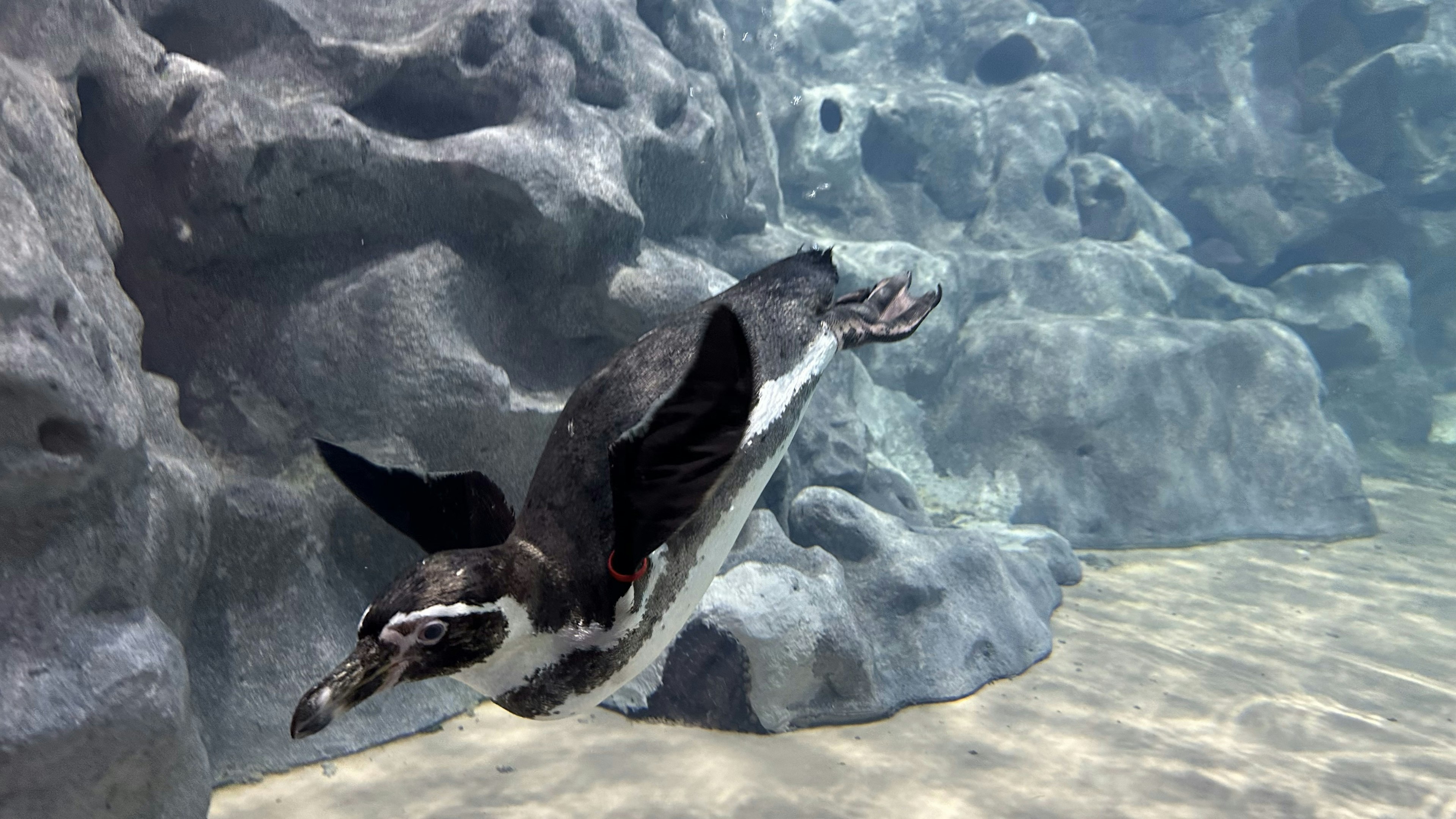 Seekor penguin yang berenang di bawah air dengan latar belakang berbatu