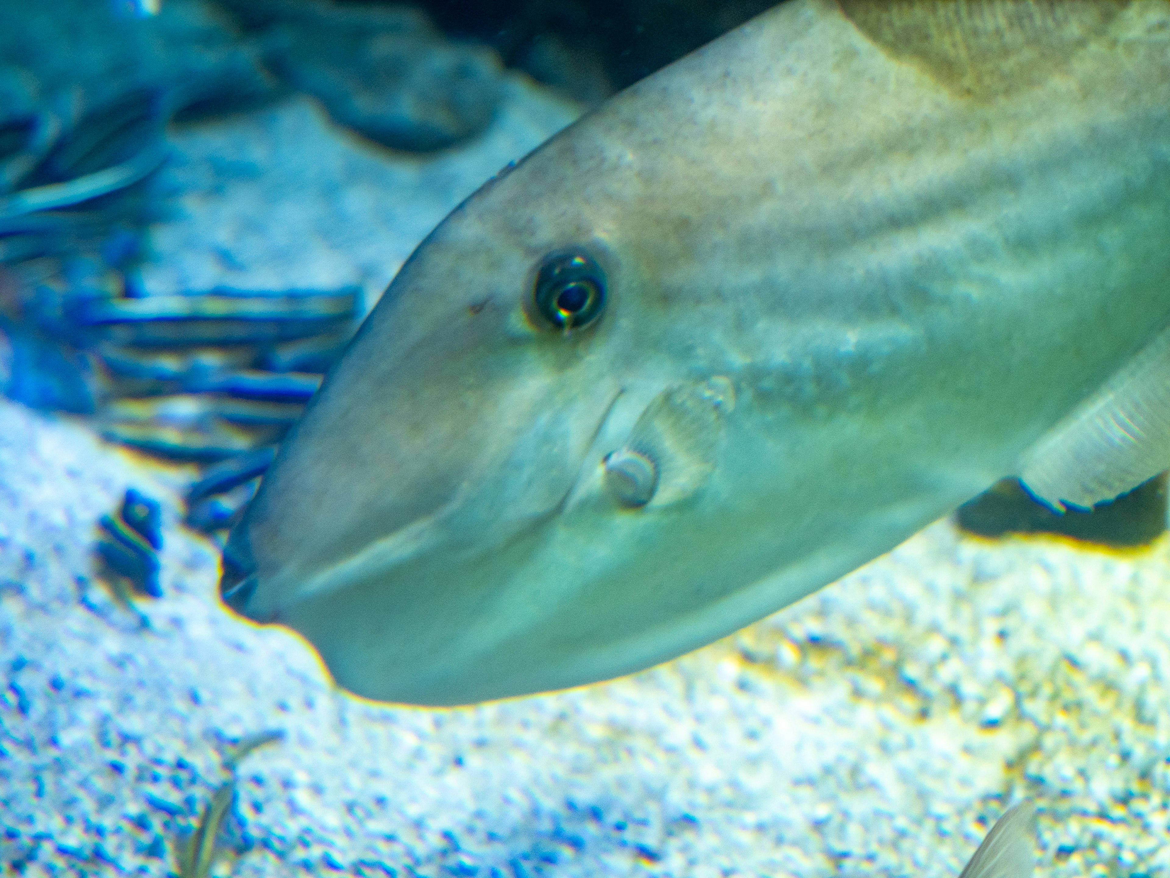 水中の魚のクローズアップ写真 魚の滑らかな肌と特徴的な顔が見える