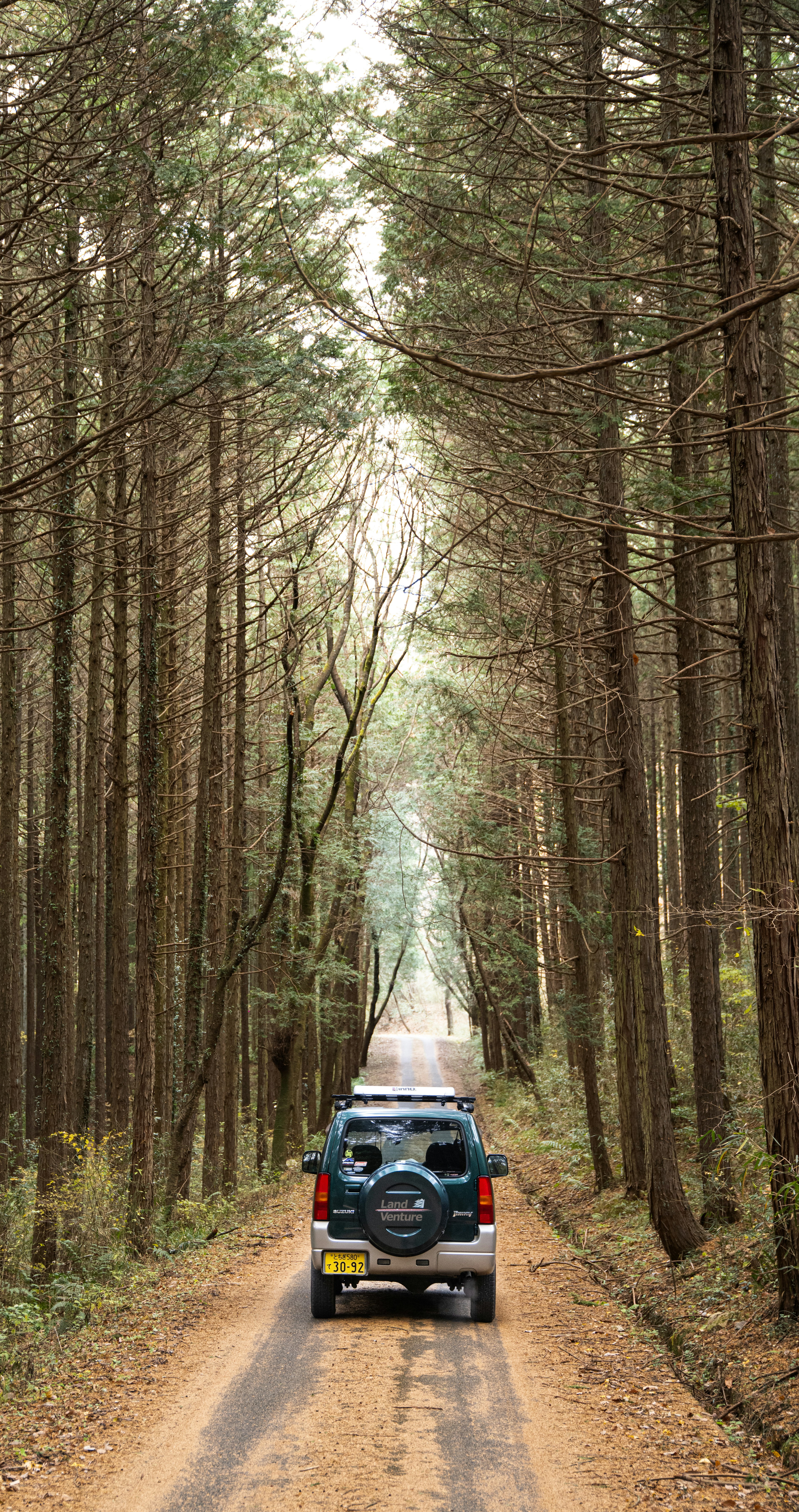 Voiture sur une route en terre entourée d'arbres hauts