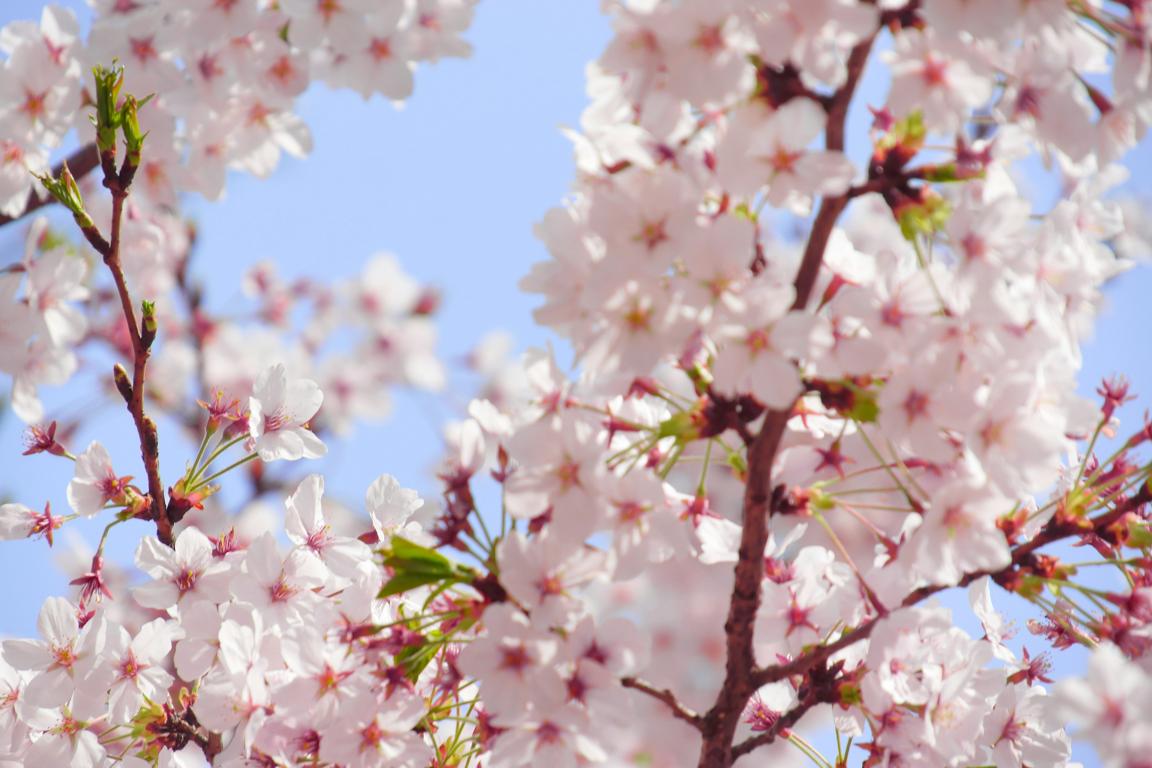 Schöne Kirschblütenzweige mit rosa Blüten vor blauem Himmel