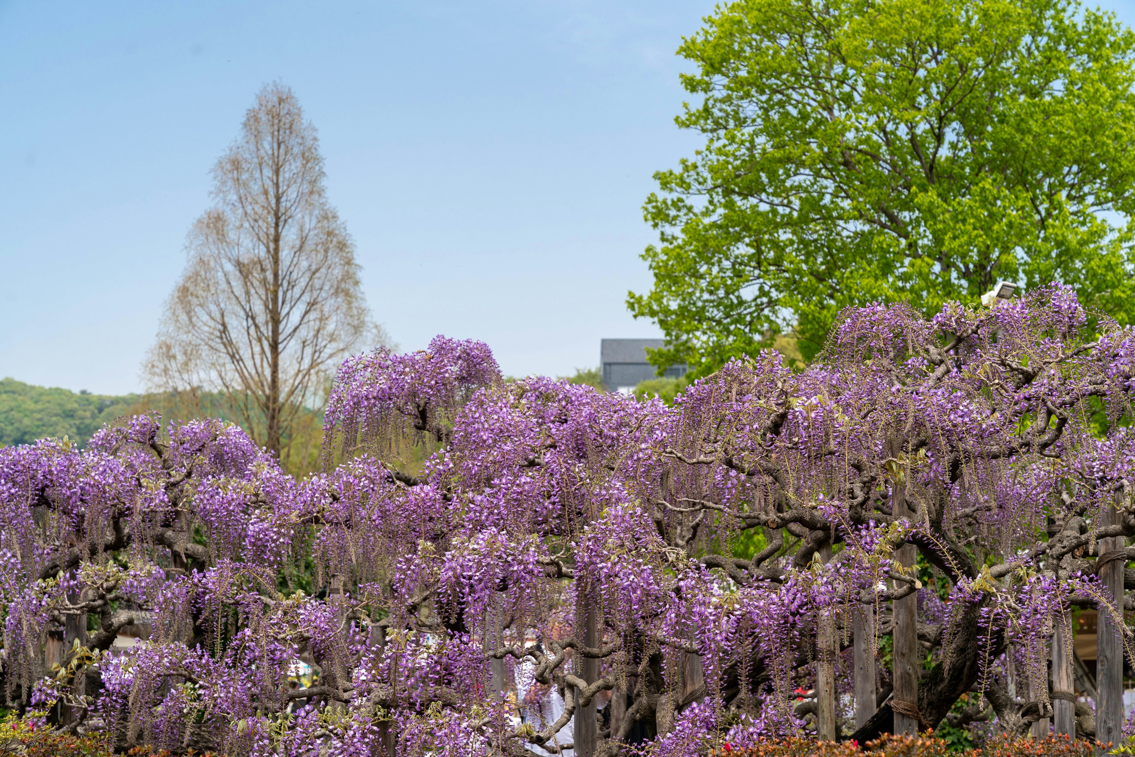 藤の花が咲く美しい風景と緑の木々