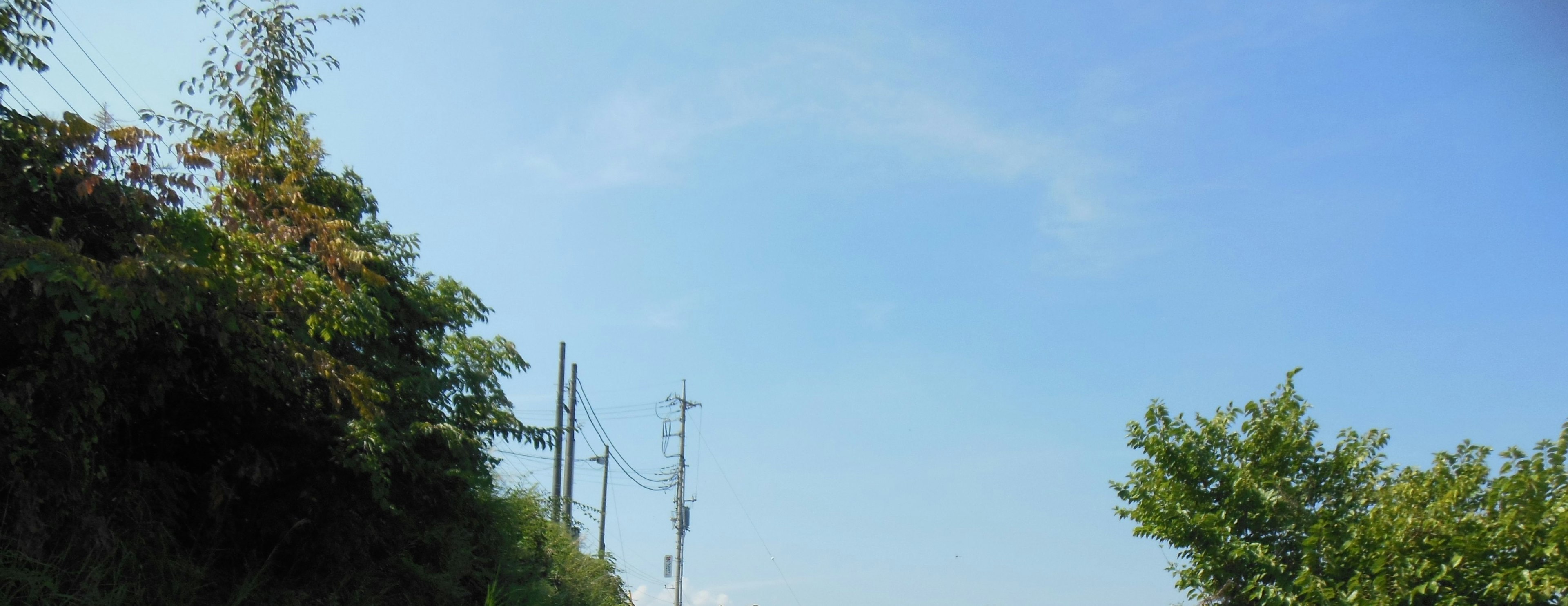 Landscape with trees and utility poles under a blue sky