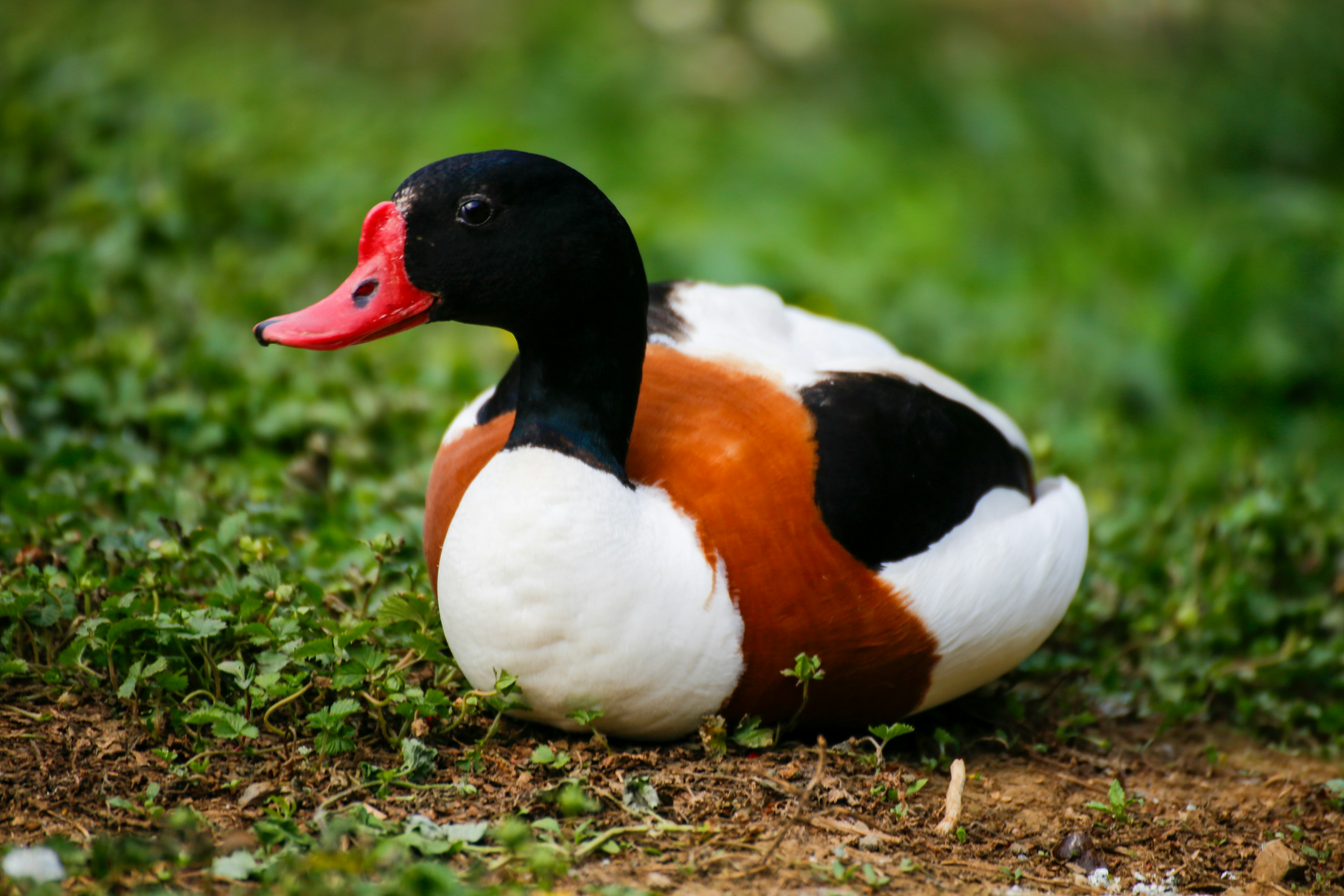 Pato macho con cabeza negra y pico rojo descansando sobre la hierba