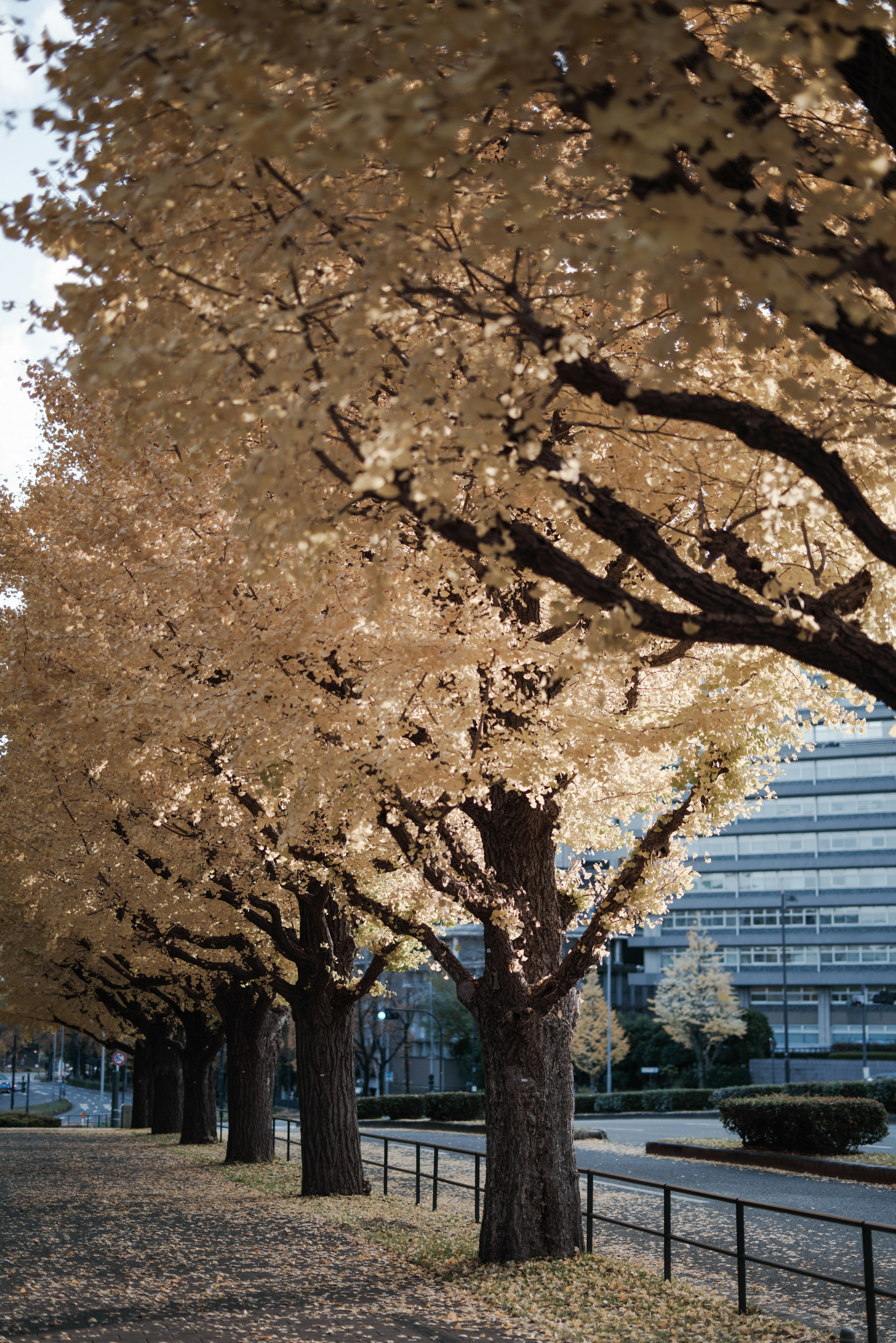 A row of trees with abundant yellow leaves lining a street