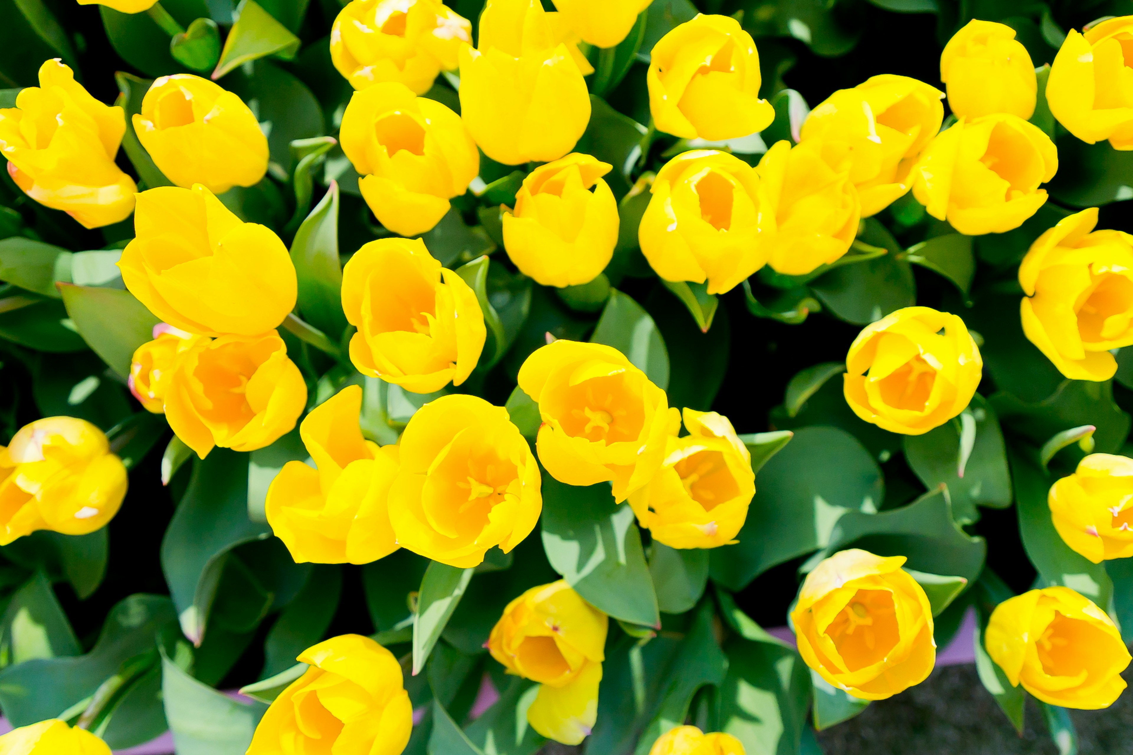 A vibrant display of yellow tulips in full bloom