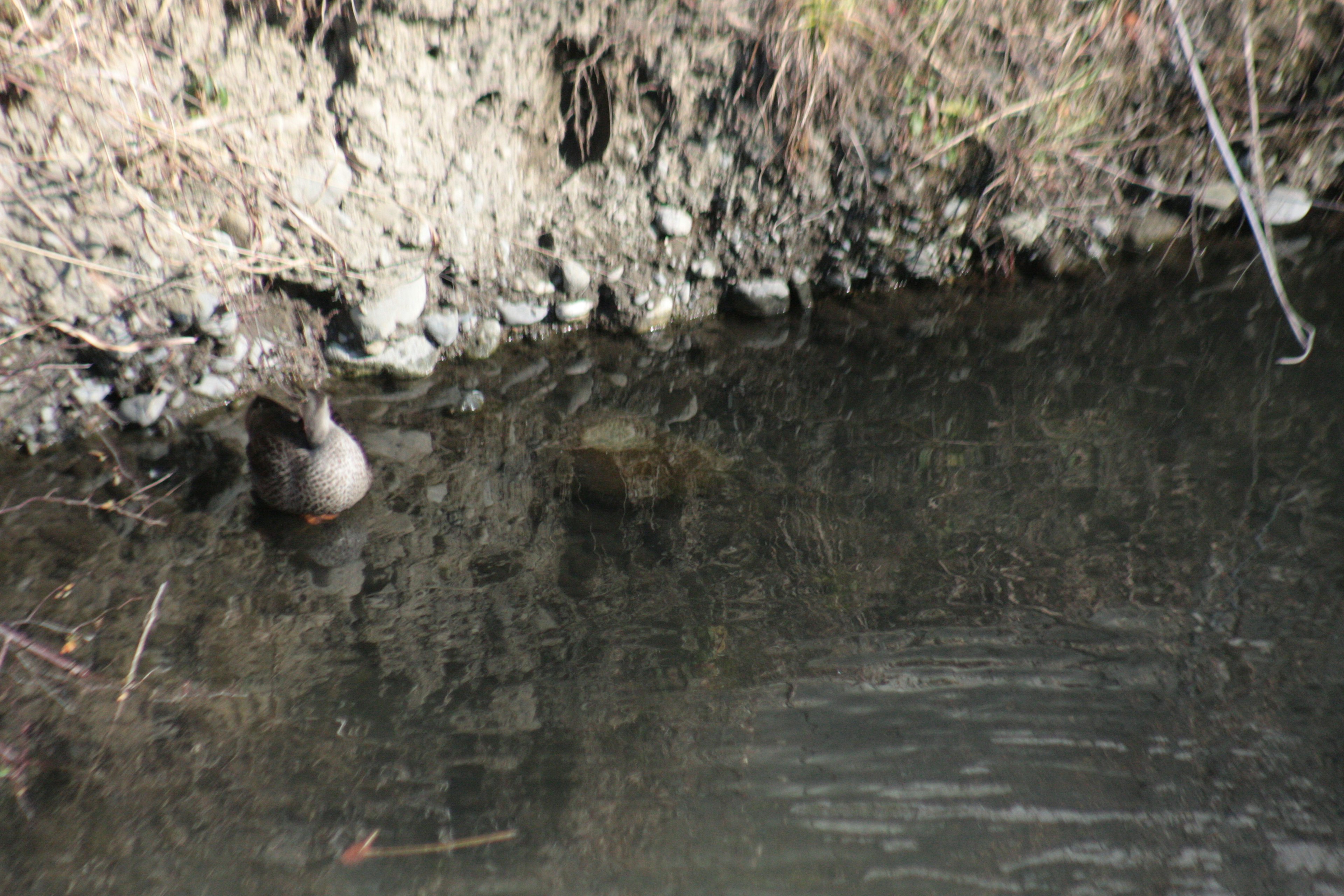 水辺にいるカモのような鳥の姿と周囲の岩や水面