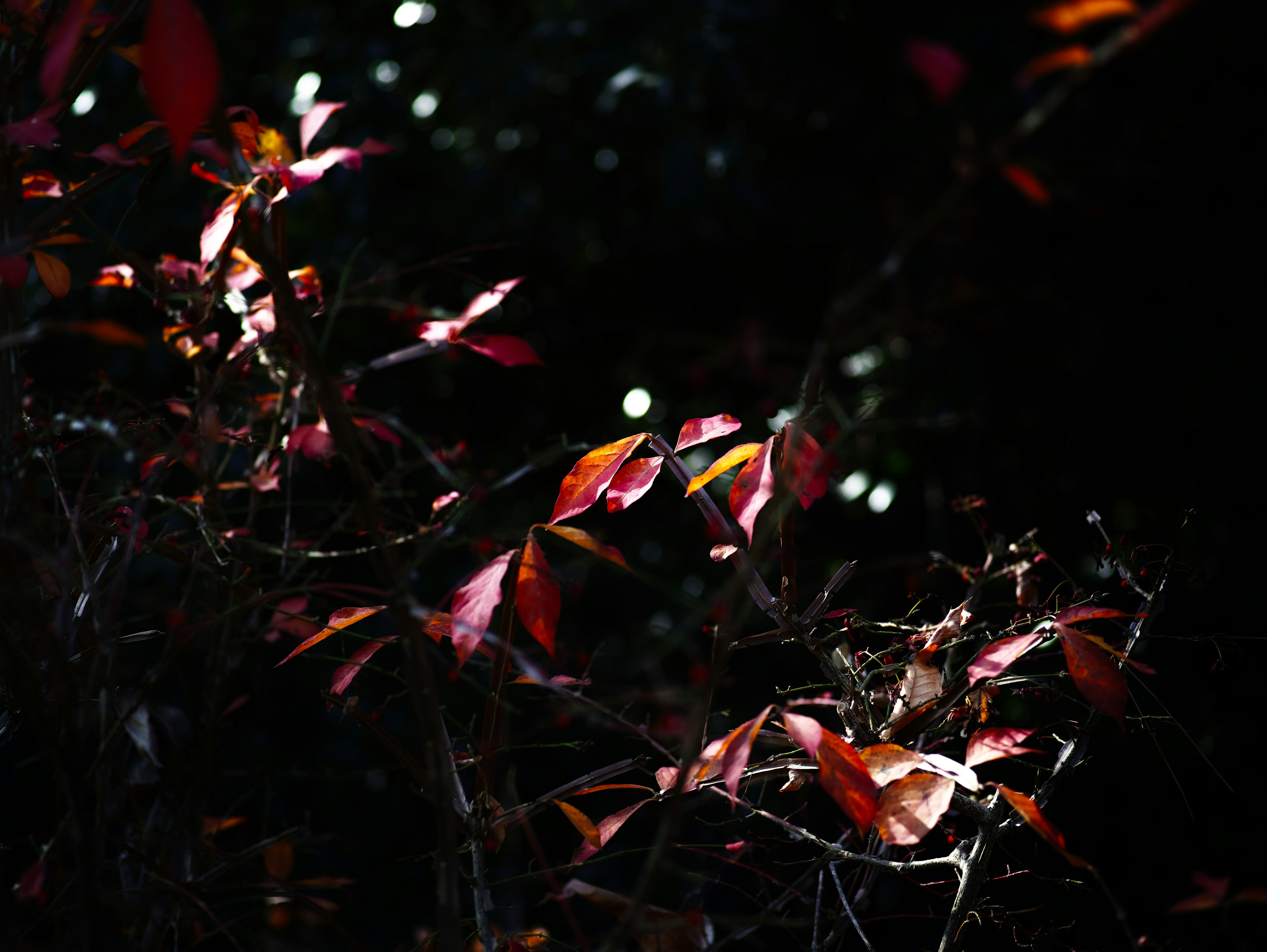 Des feuilles rouges réfléchissant la lumière sur un fond sombre