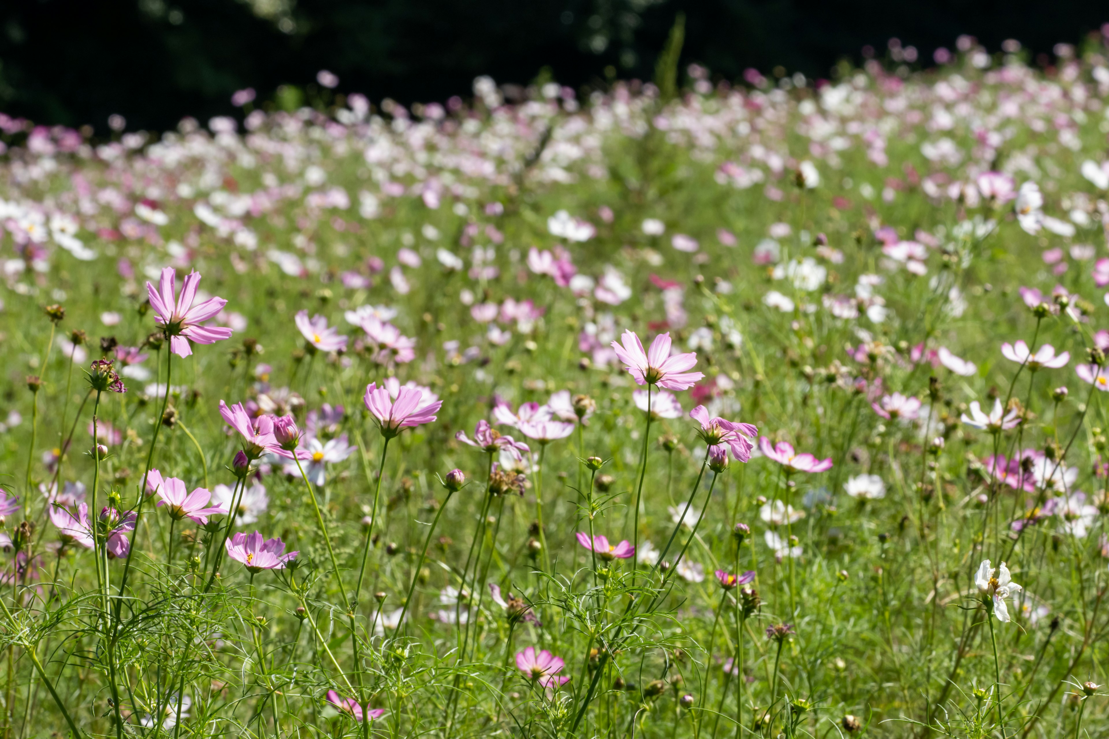 Campo vibrante lleno de flores rosas y blancas