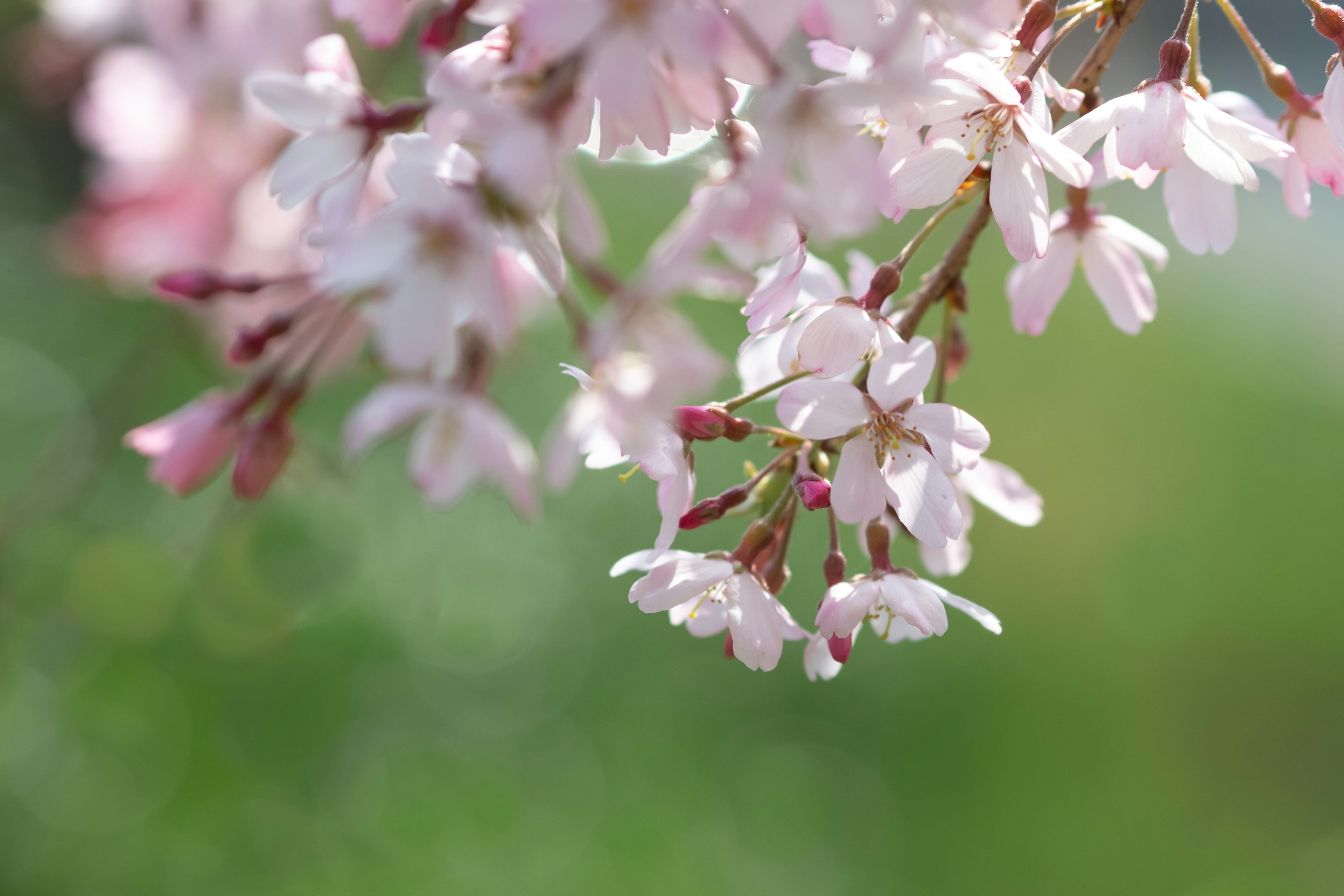 Nahaufnahme von Kirschbaumzweigen mit rosa Blüten