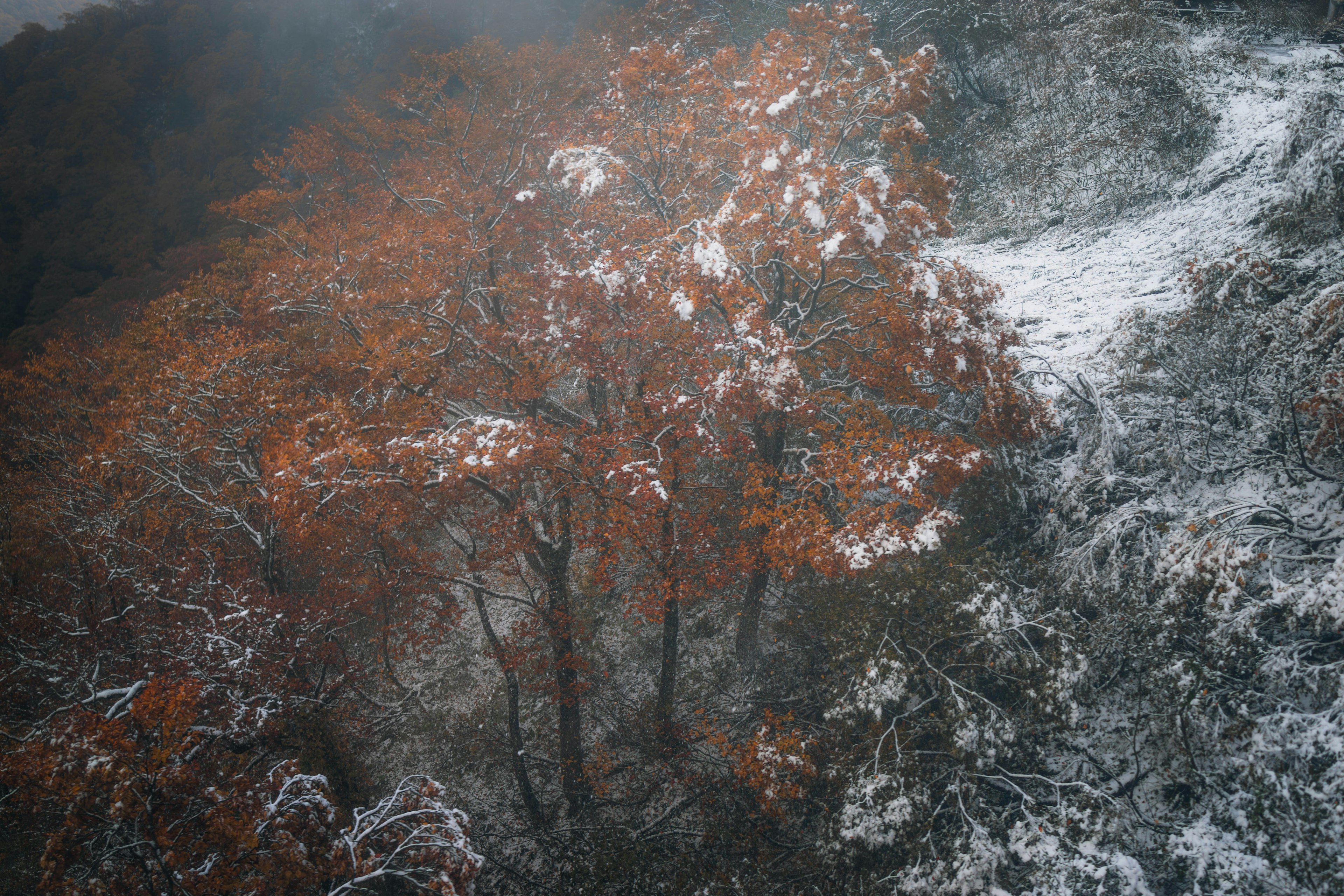 雪に覆われた風景の中にオレンジ色の葉を持つ木が立っている