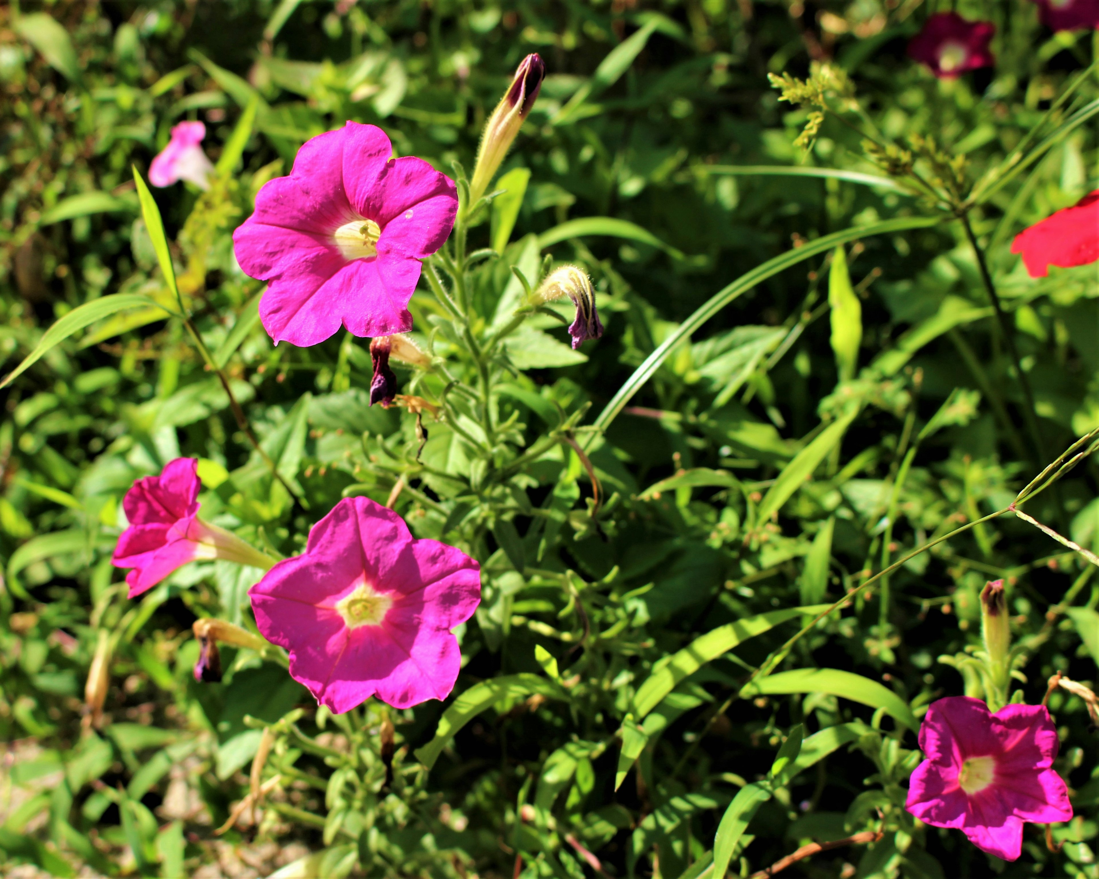 Bunga pink cerah mekar di area rumput yang subur