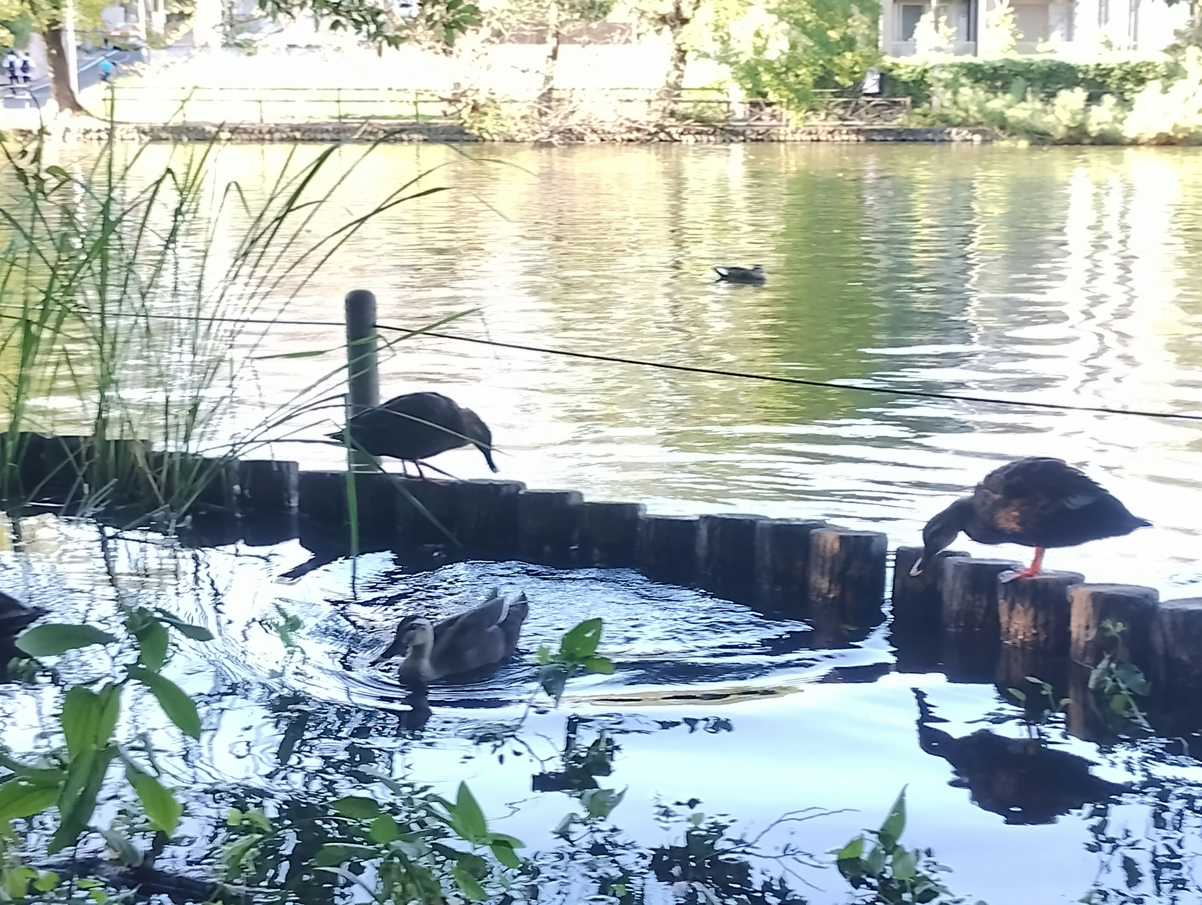 Two ducks near the water's edge with ripples in the water