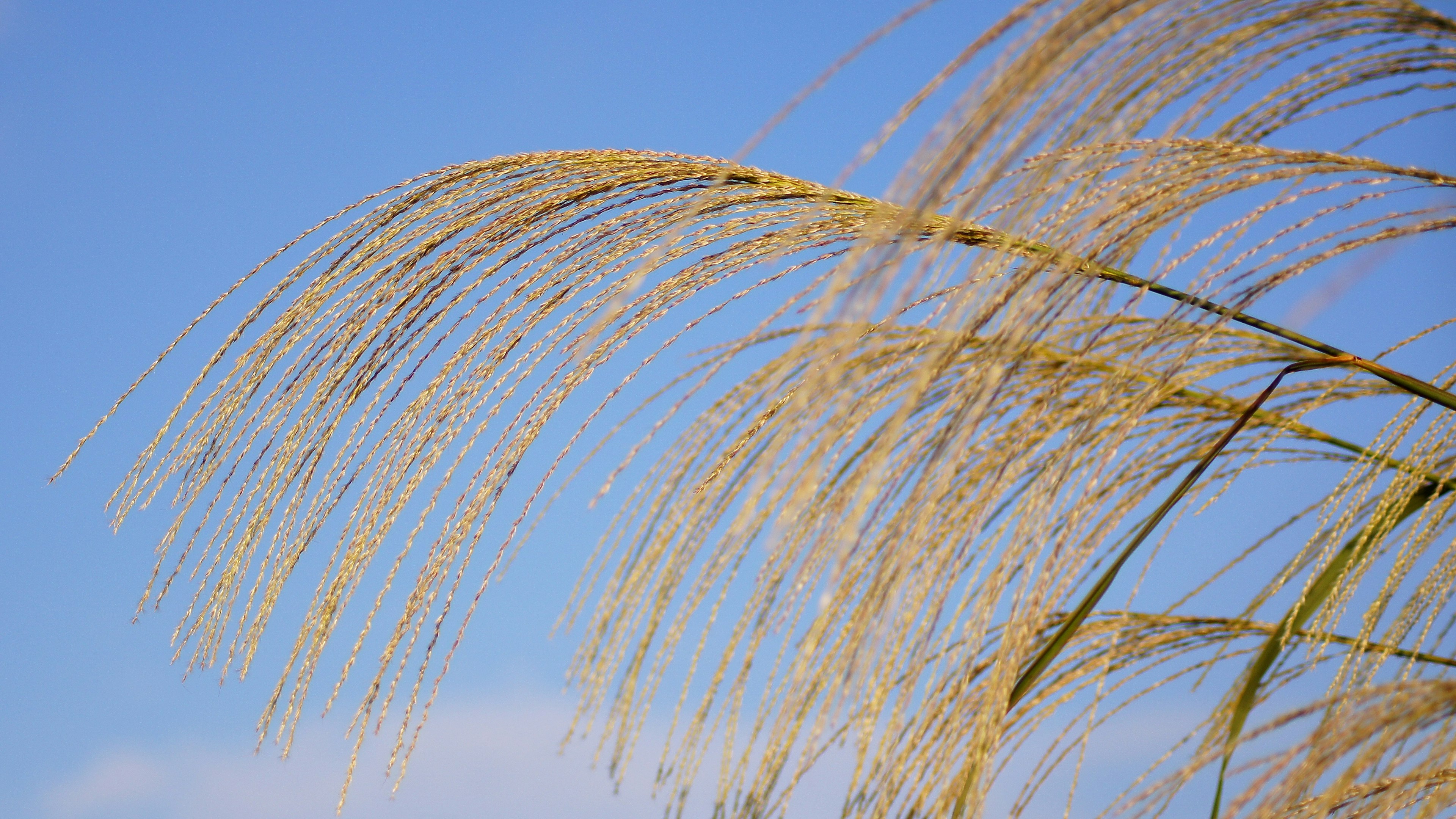 Immagine di erba sottile con spighe contro un cielo blu