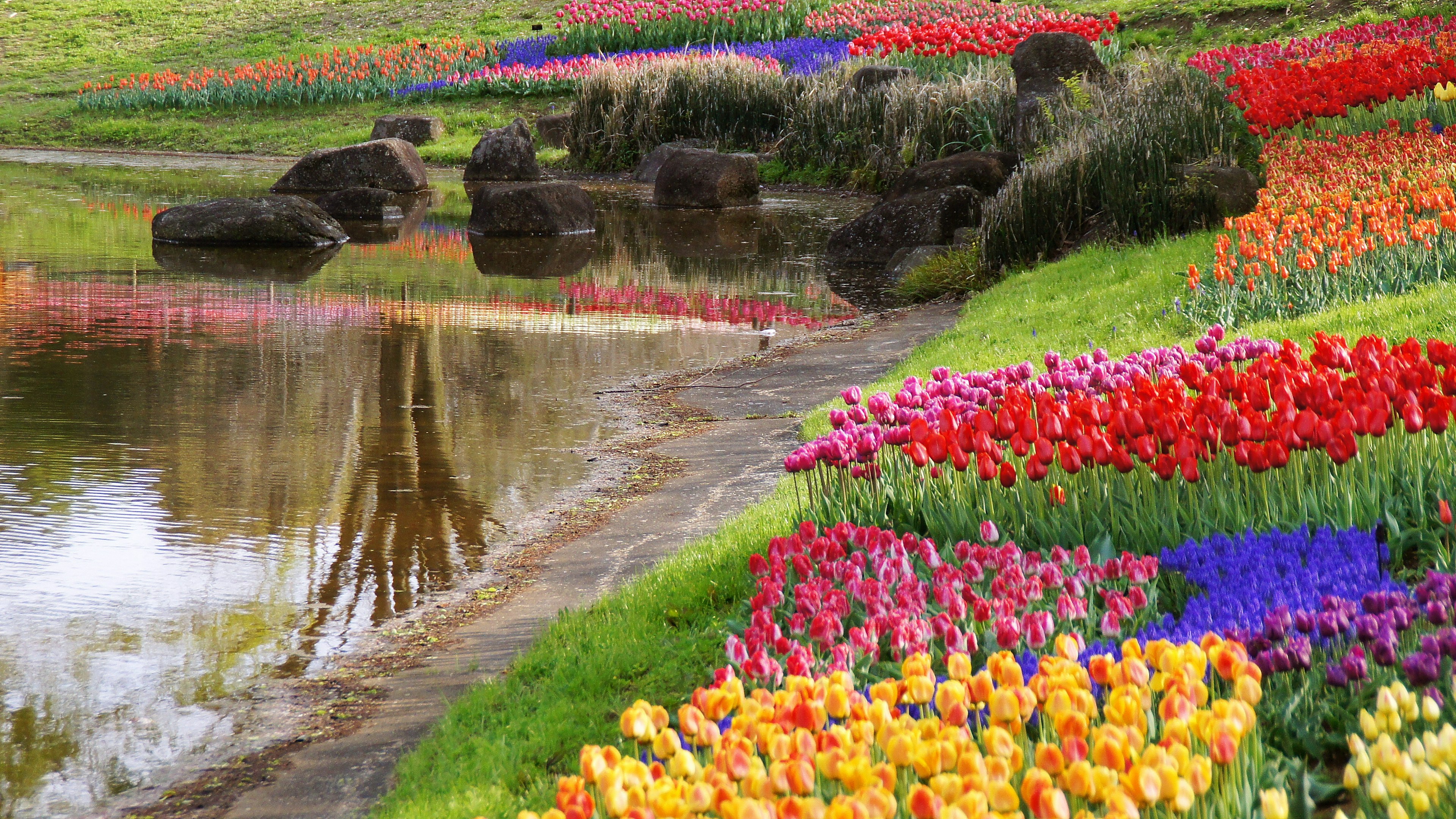 Colorful tulips blooming along a serene pond