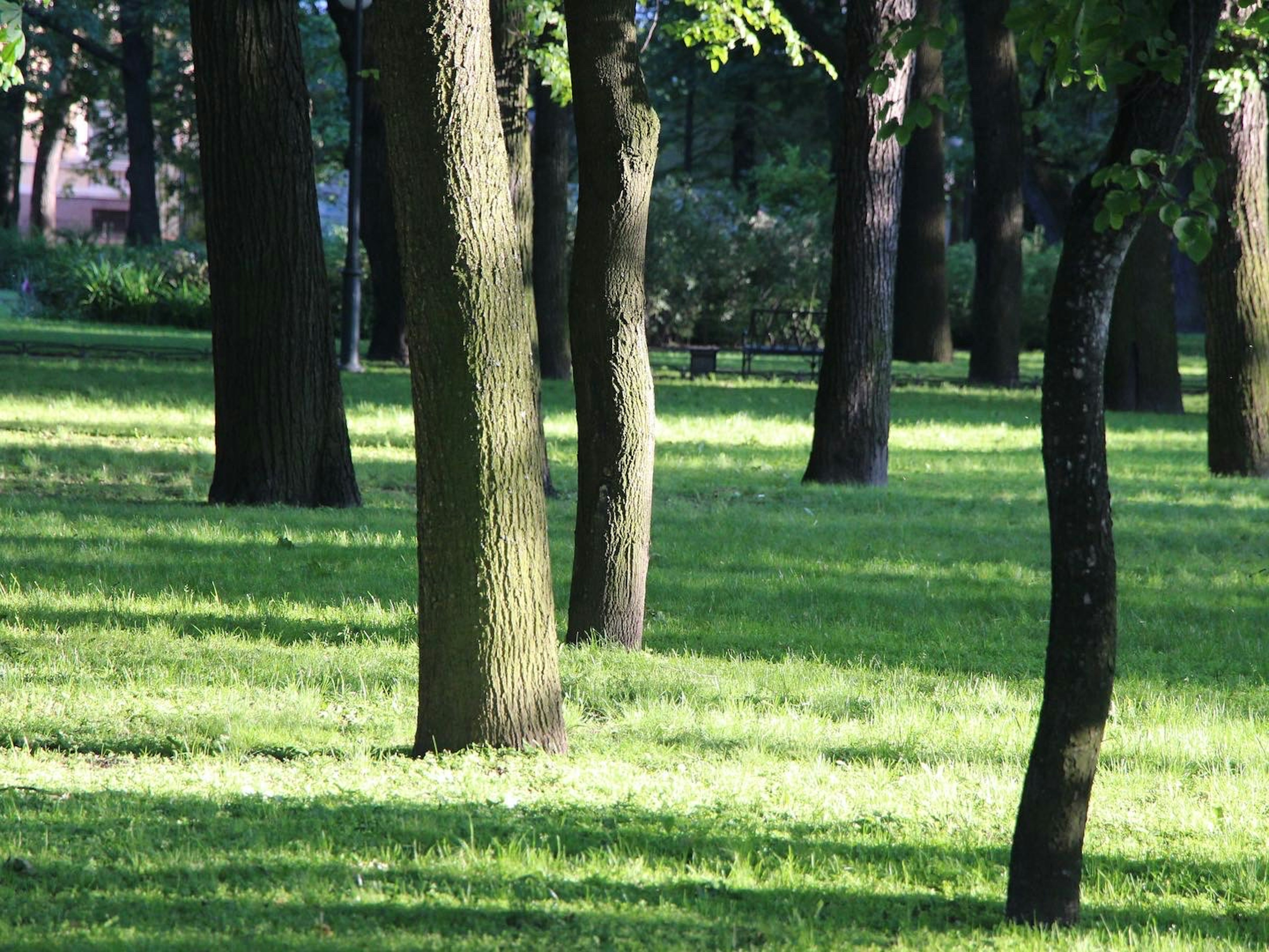 Un paesaggio di alberi in un parco verdeggiante