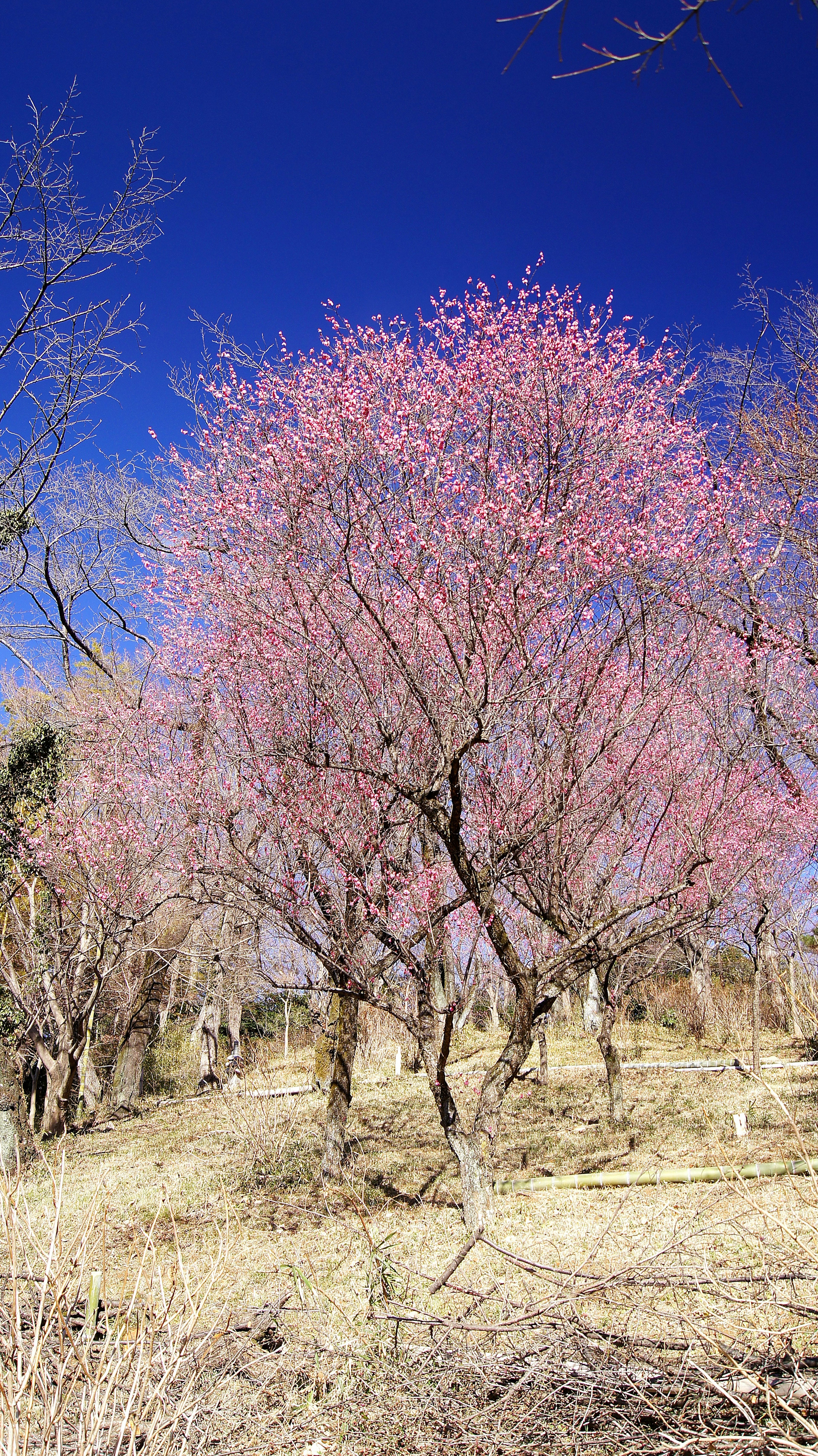 Pohon dengan bunga merah muda di bawah langit biru