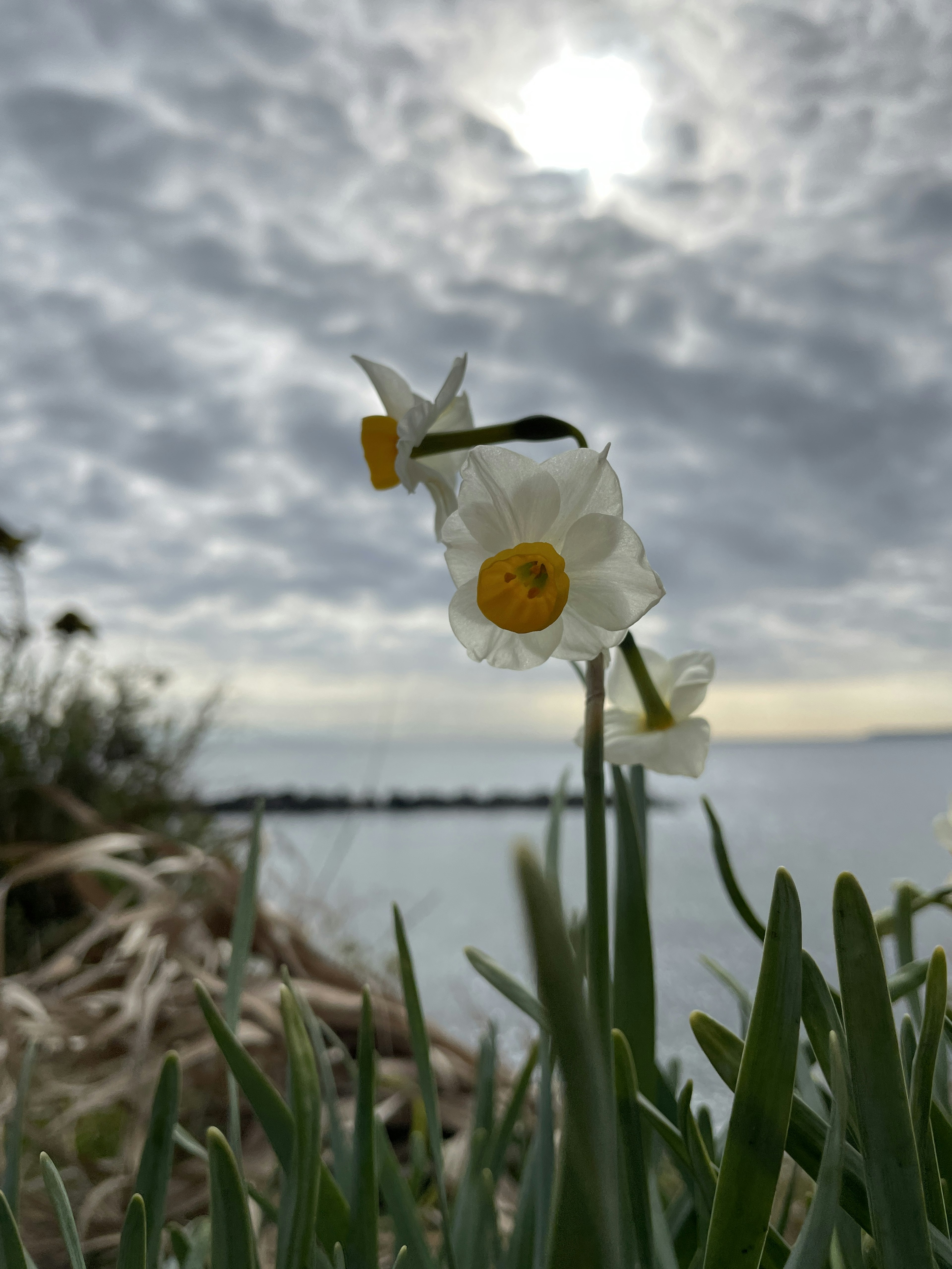 Fiori di narciso vicino all'acqua con cielo nuvoloso