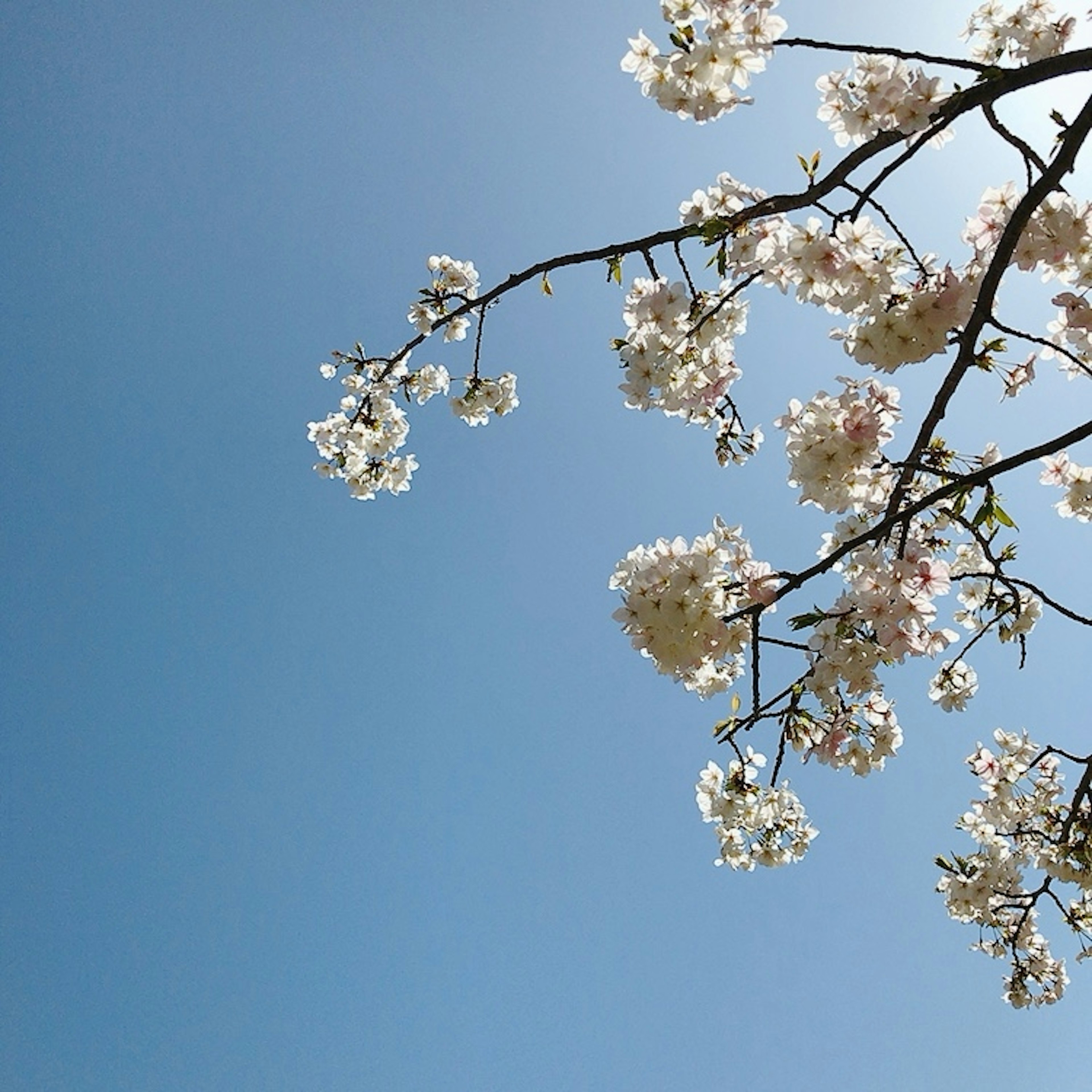 Kirschblütenzweig vor klarem blauen Himmel