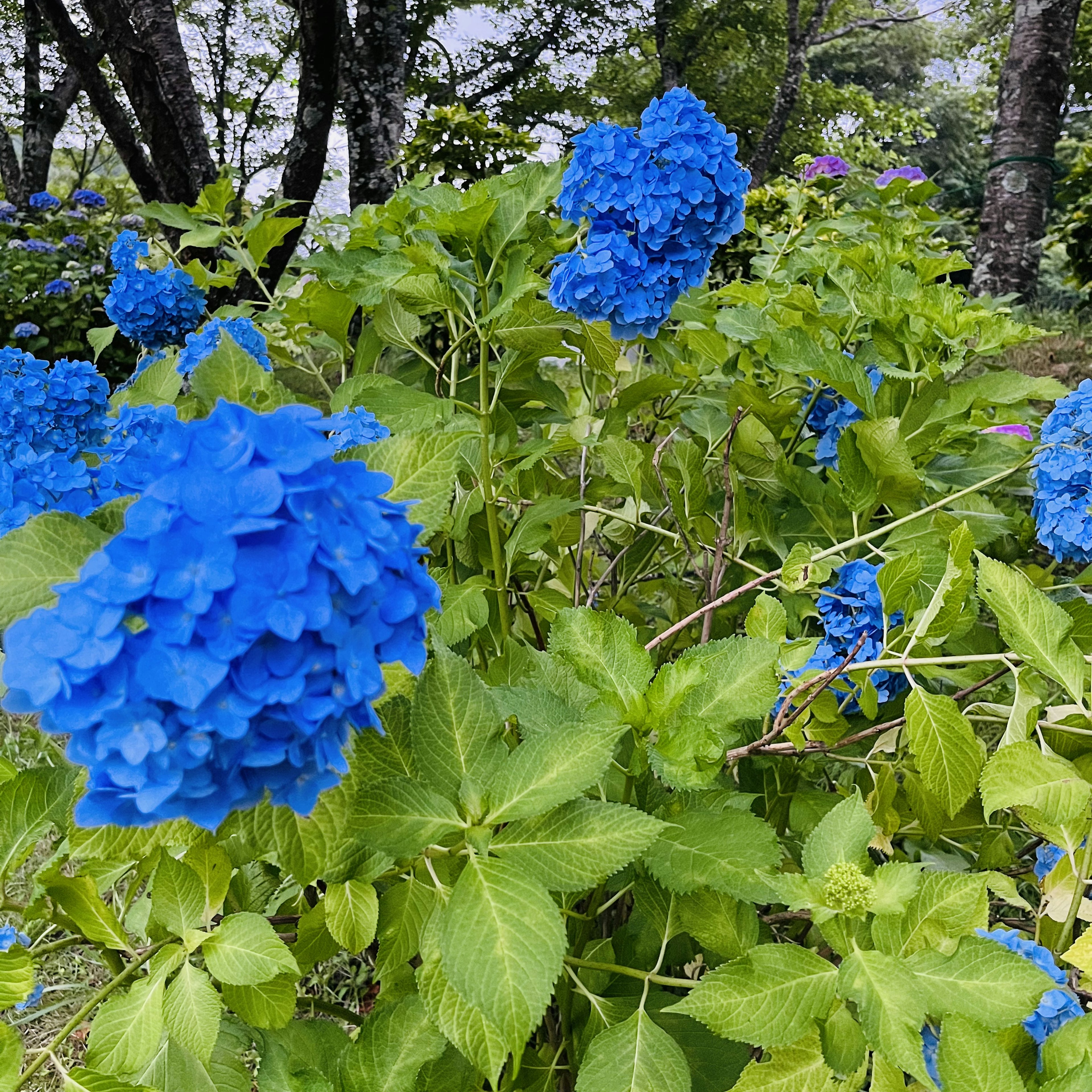 Lebendige blaue Hortensienblüten blühen in einem Garten