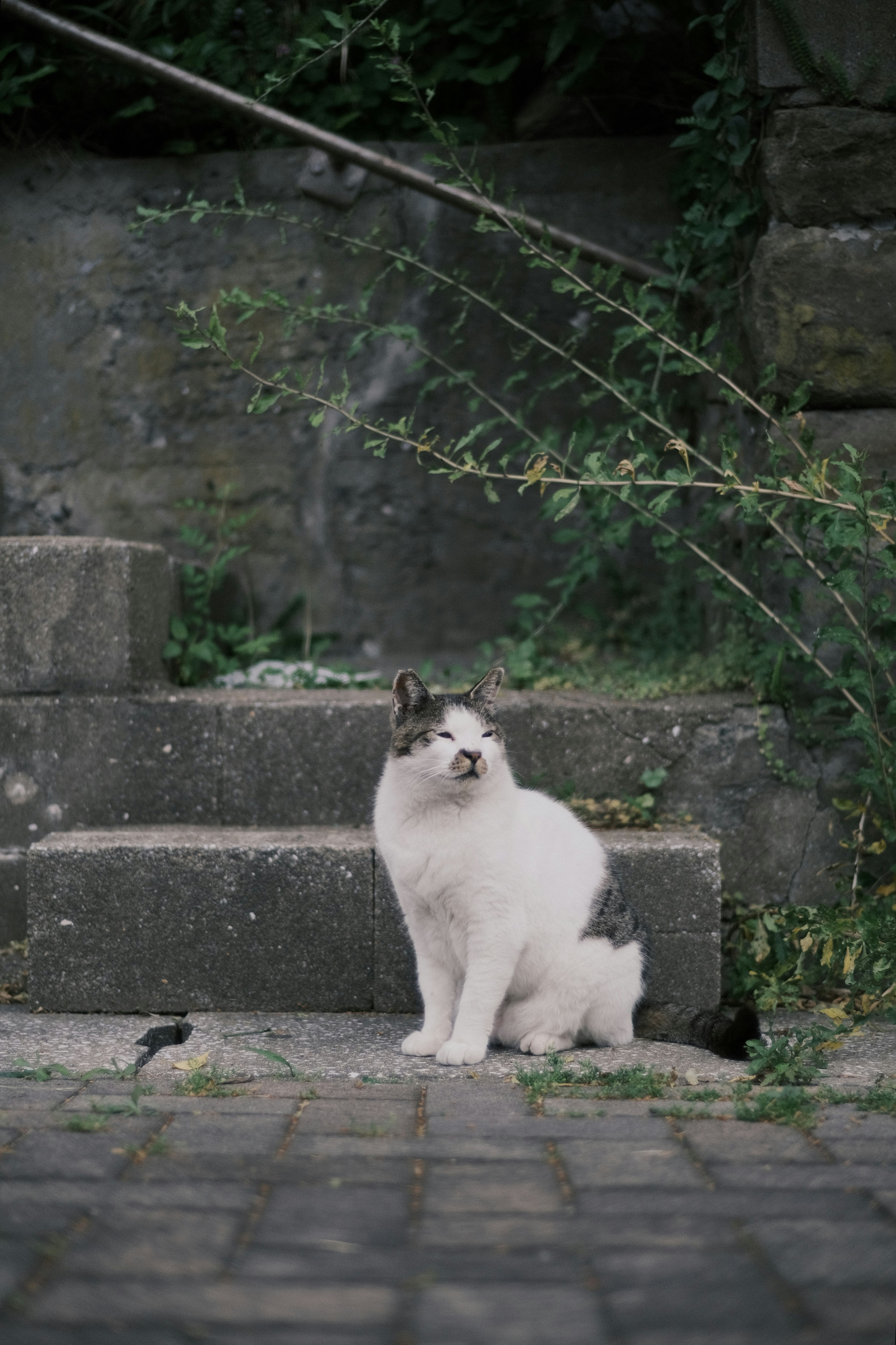 Seekor kucing putih duduk di samping tangga di lingkungan hijau