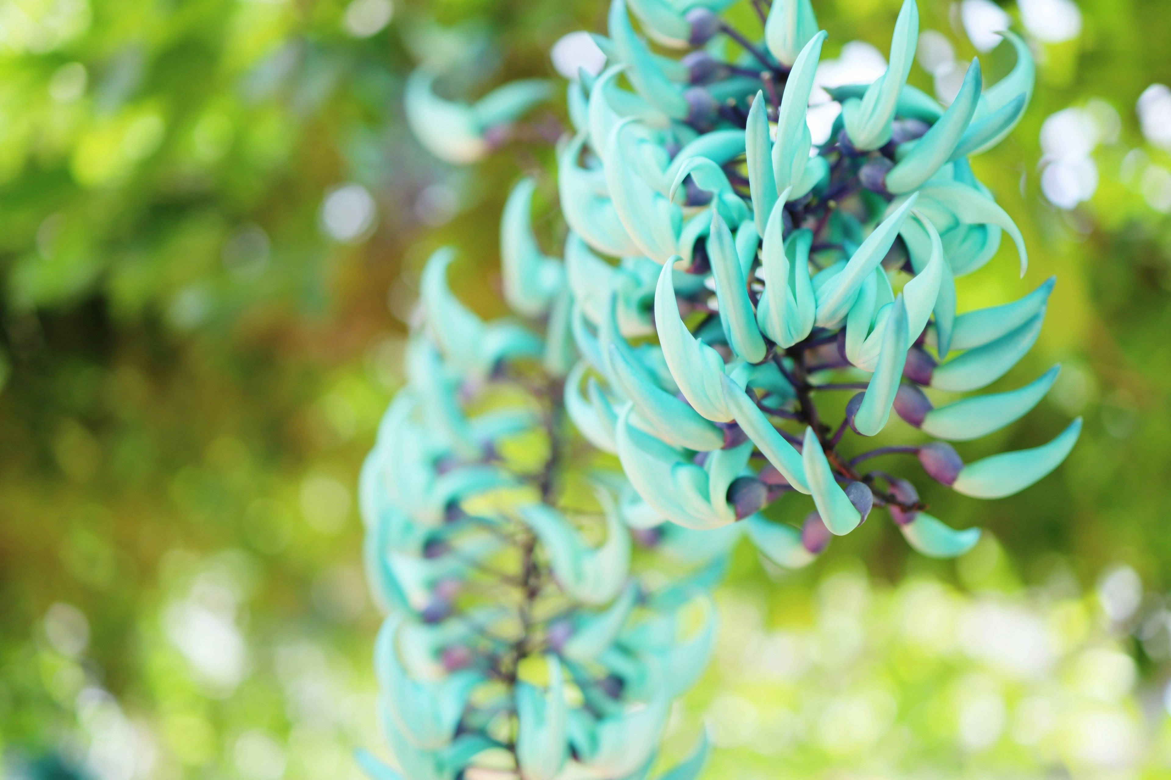 Unique turquoise flower clusters against a green background