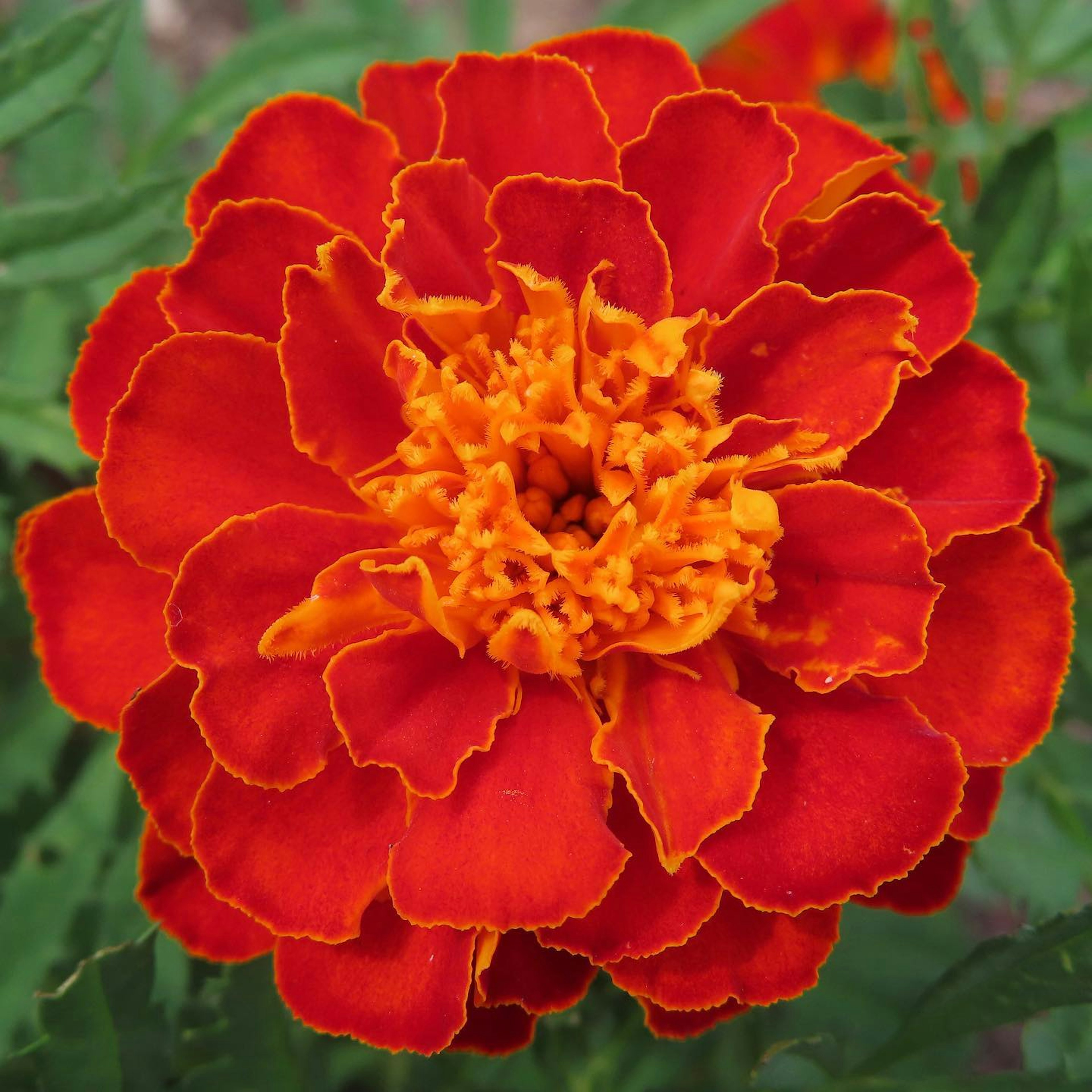 Vibrant orange and red marigold flower blooming