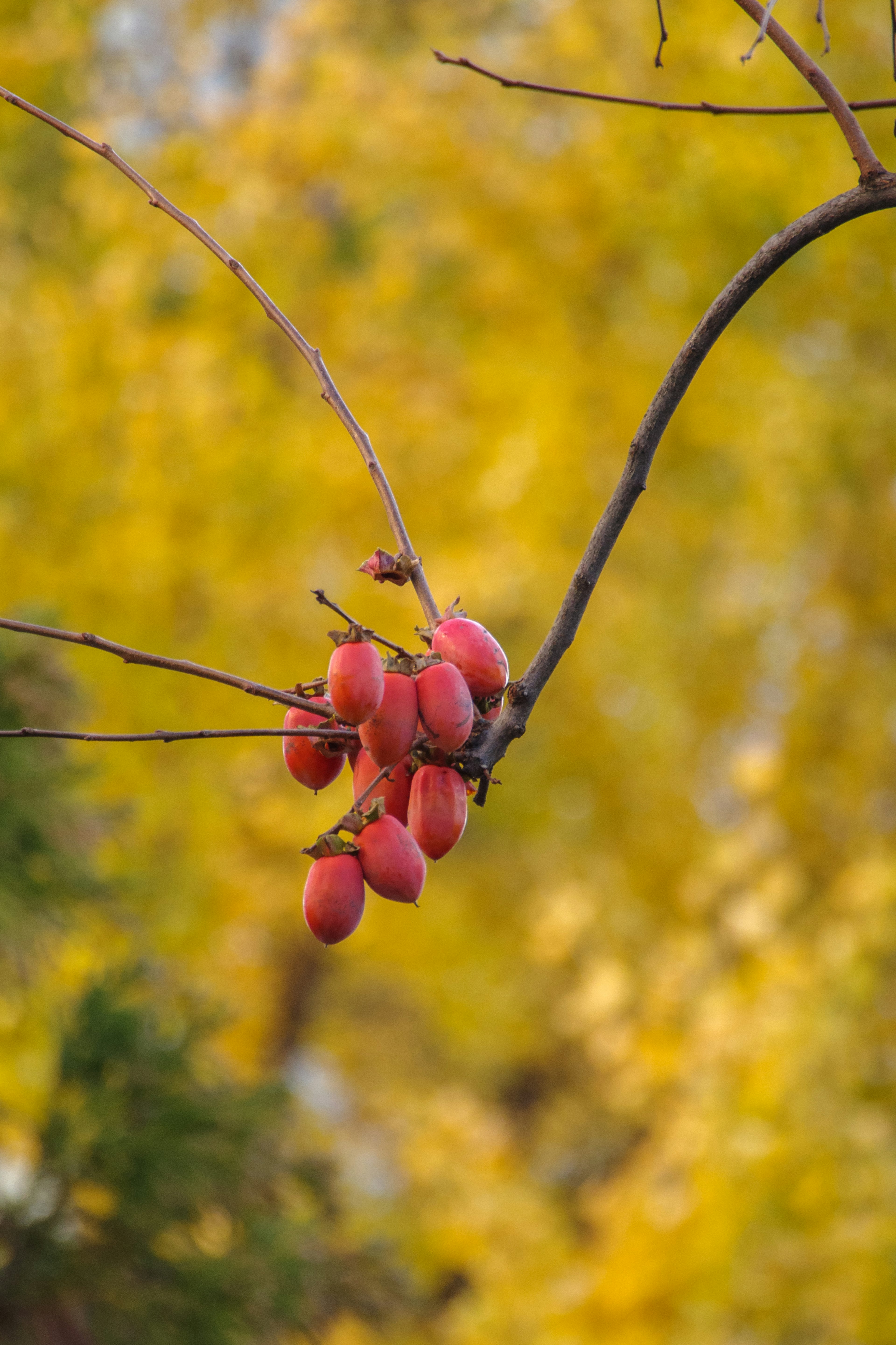 Branch with red fruits against a vibrant yellow background