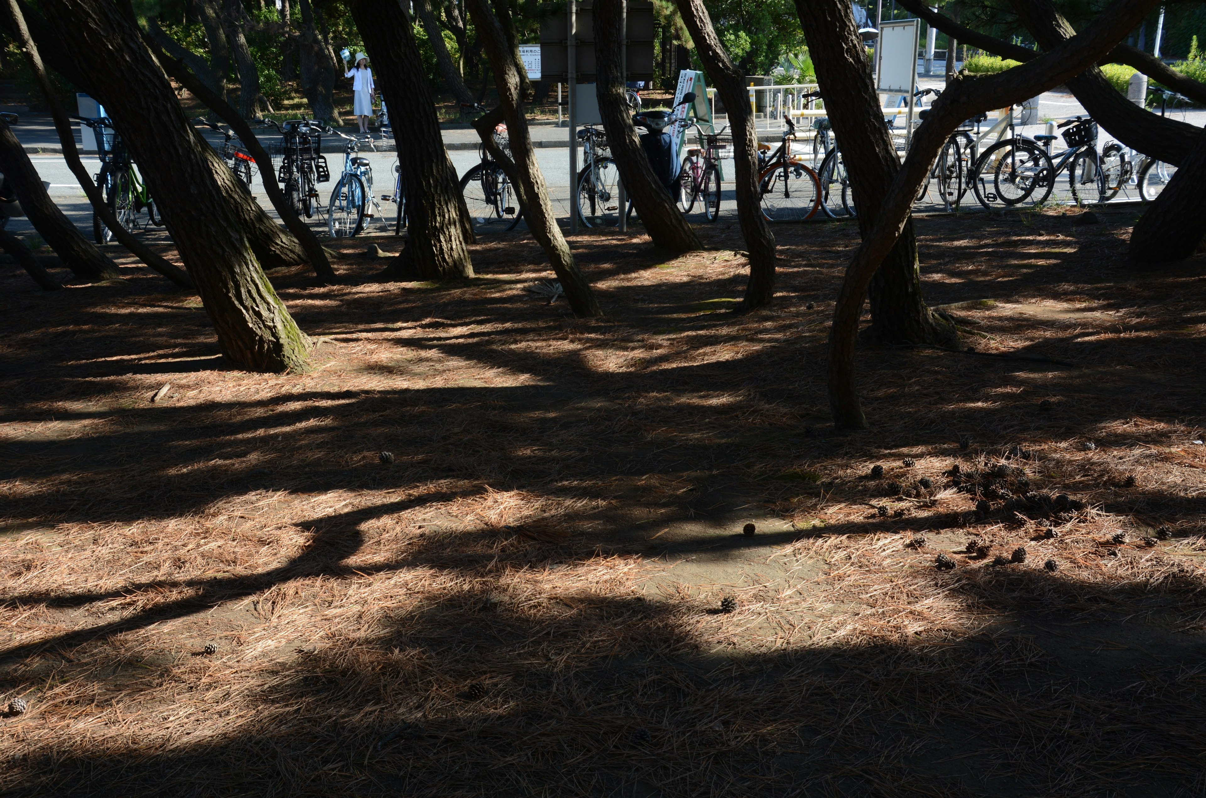 Sol couvert d'aiguilles de pin dans un parc ombragé par des arbres avec des vélos en arrière-plan