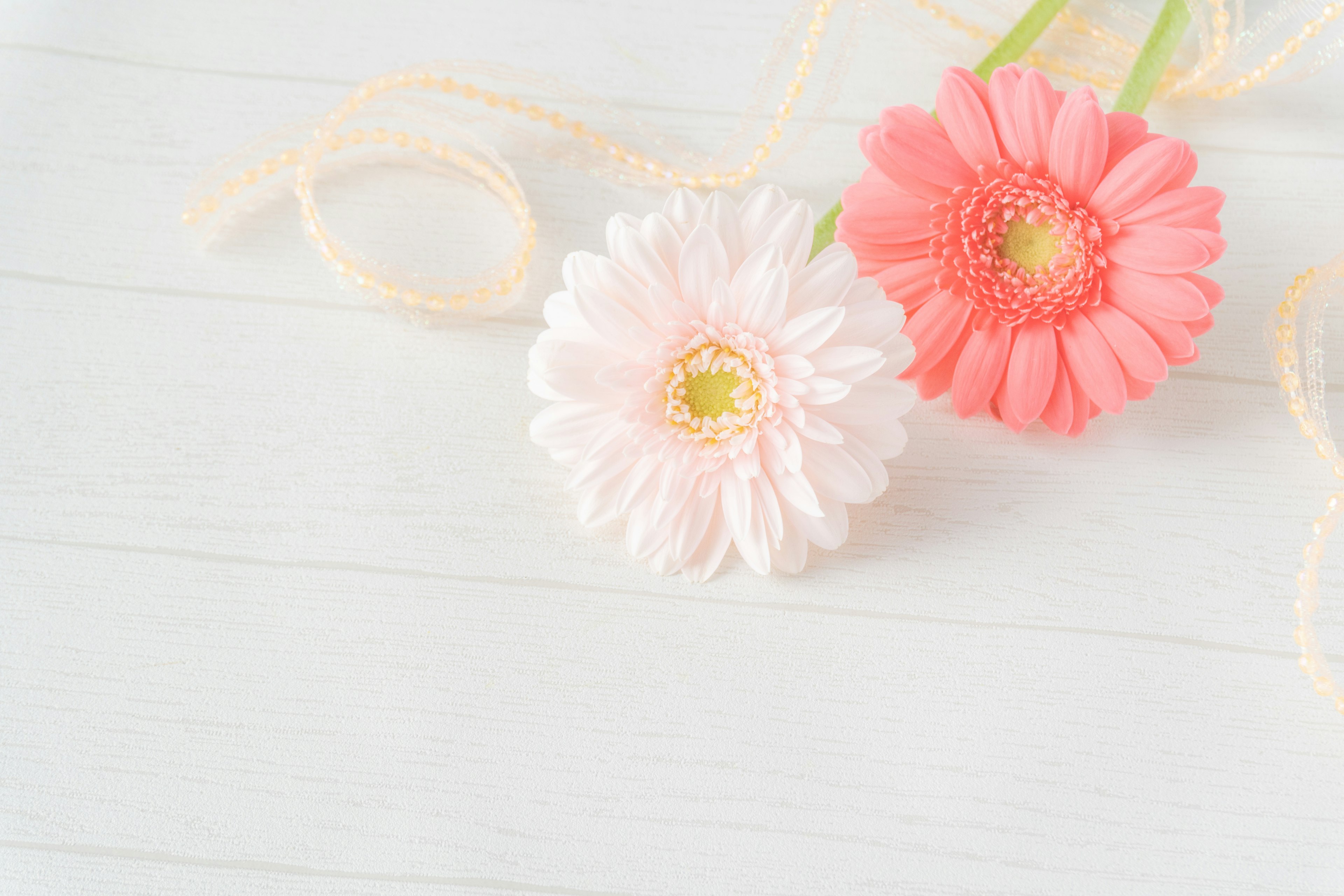 A pink and white gerbera flower arranged side by side