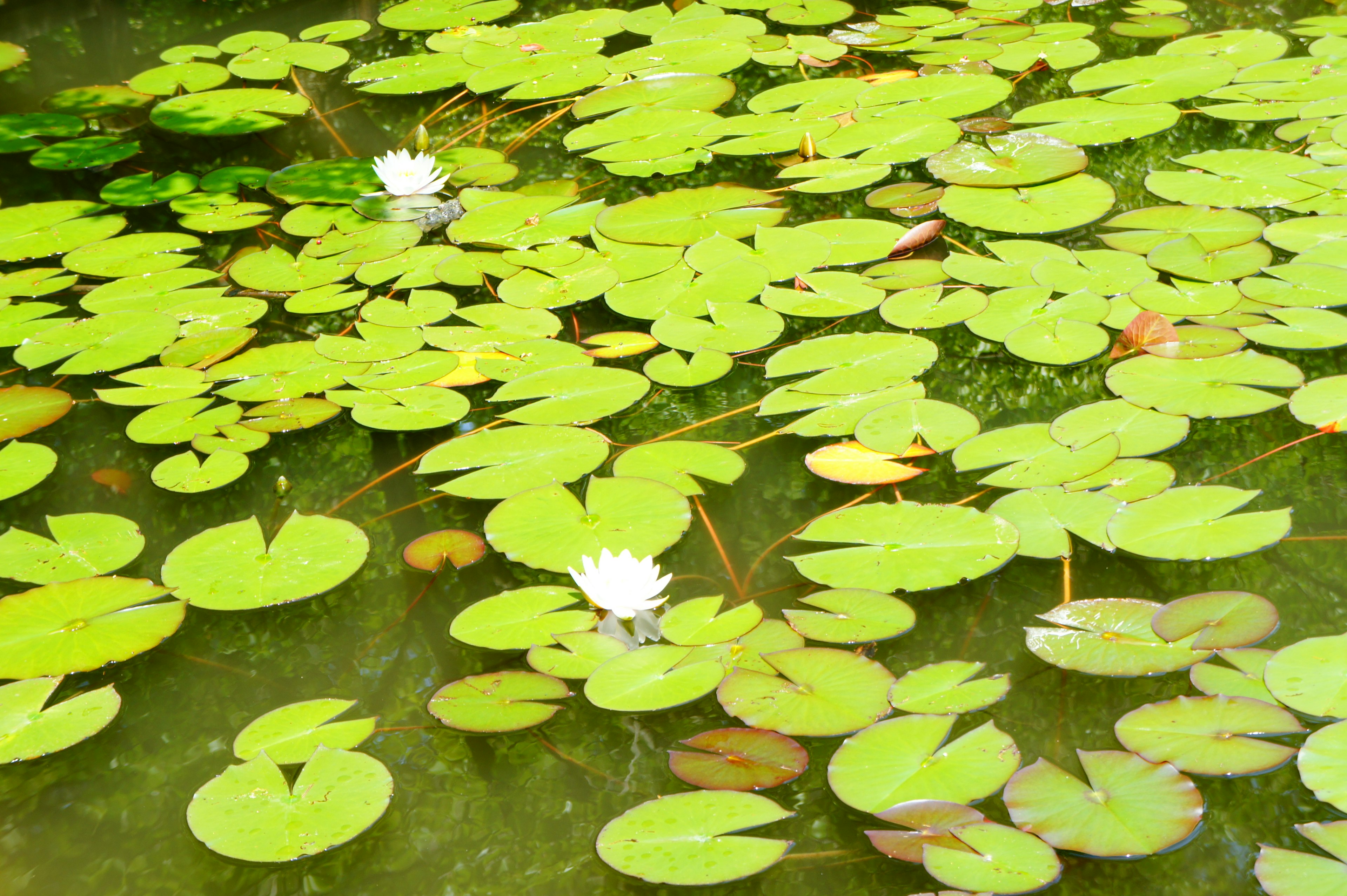 Foglie di ninfea verdi e fiori bianchi che galleggiano sulla superficie dell'acqua