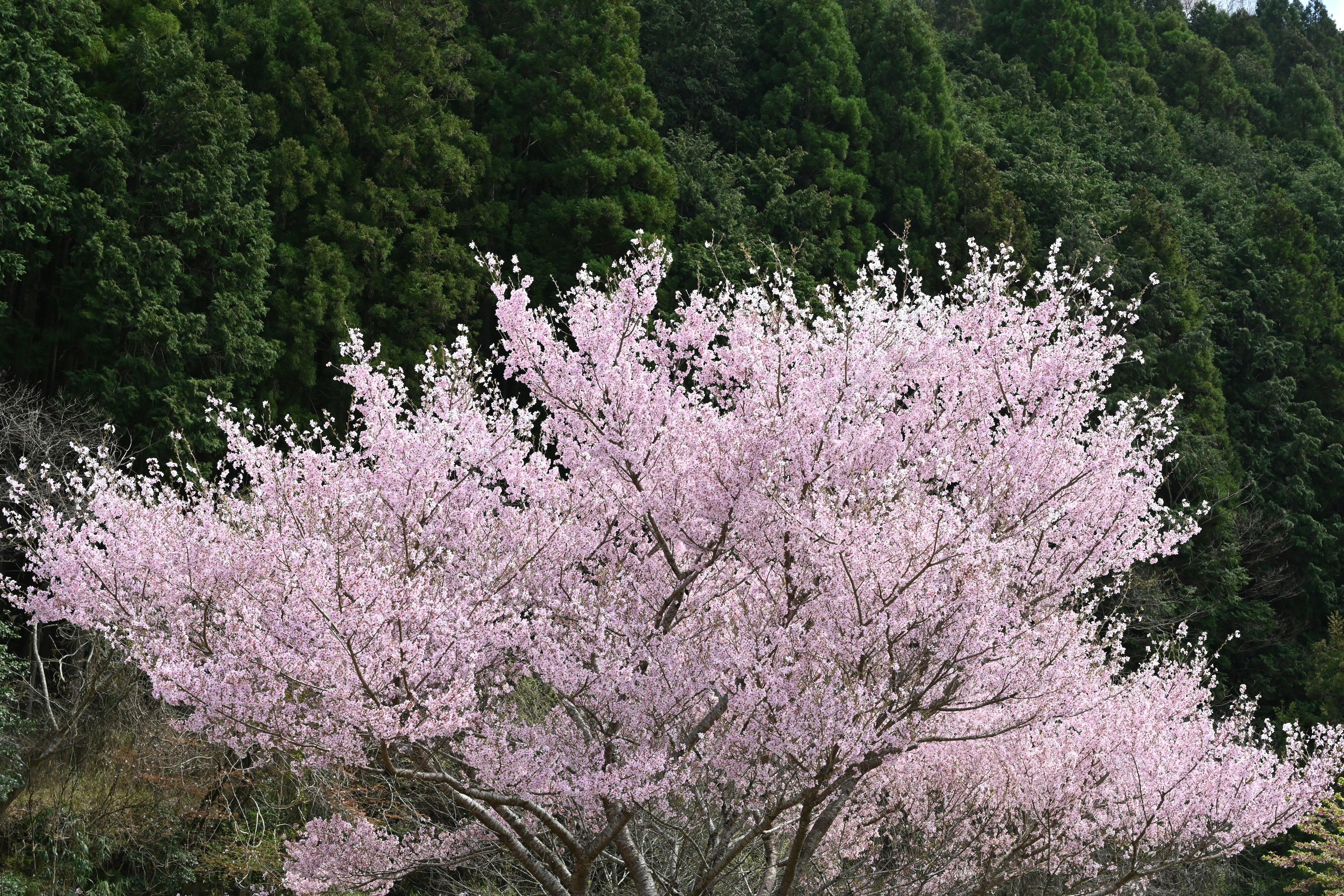 ต้นซากุระบานสะพรั่งด้วยดอกไม้สีชมพูสวยงาม