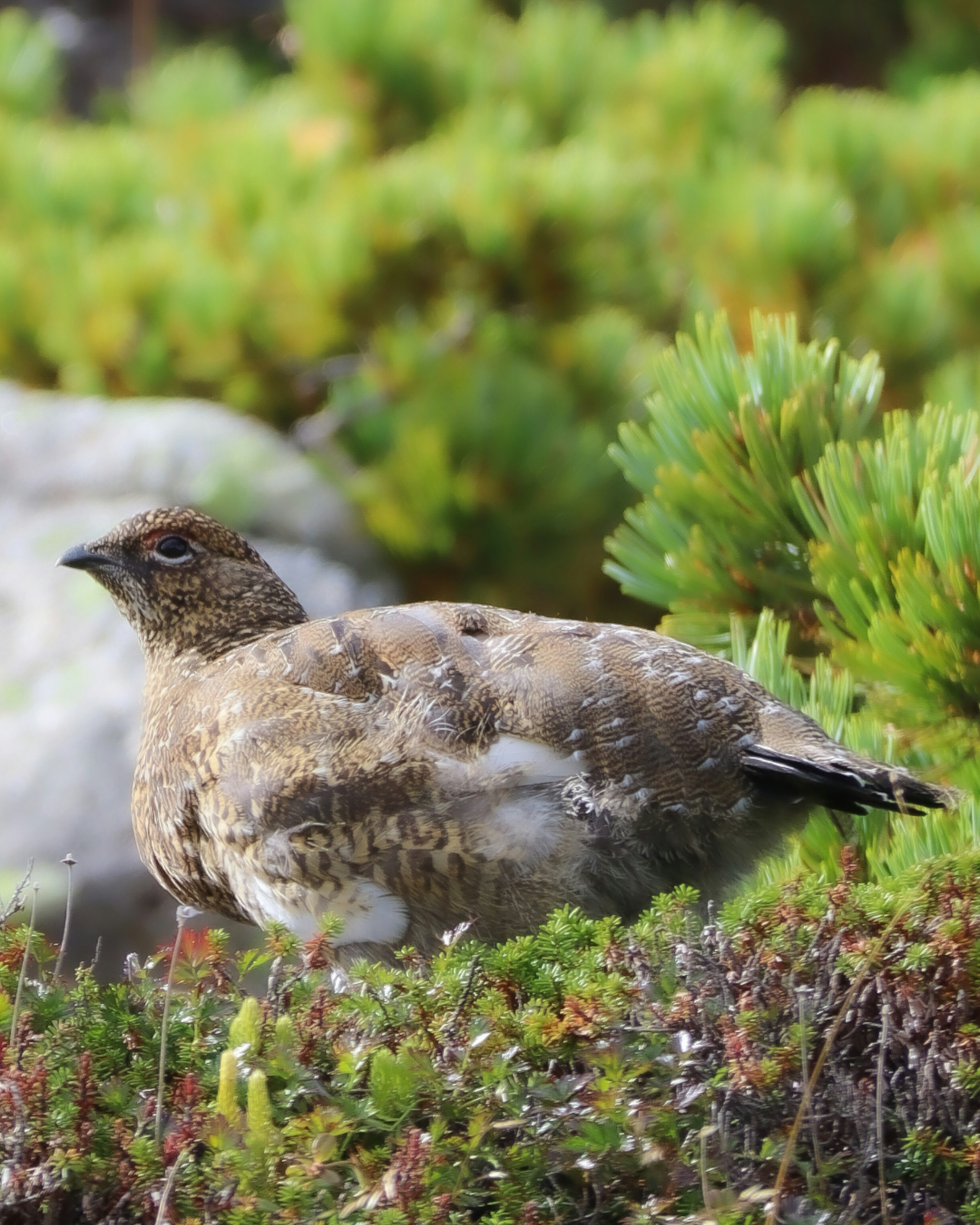 Ein kleiner Vogel zwischen grünen Pflanzen