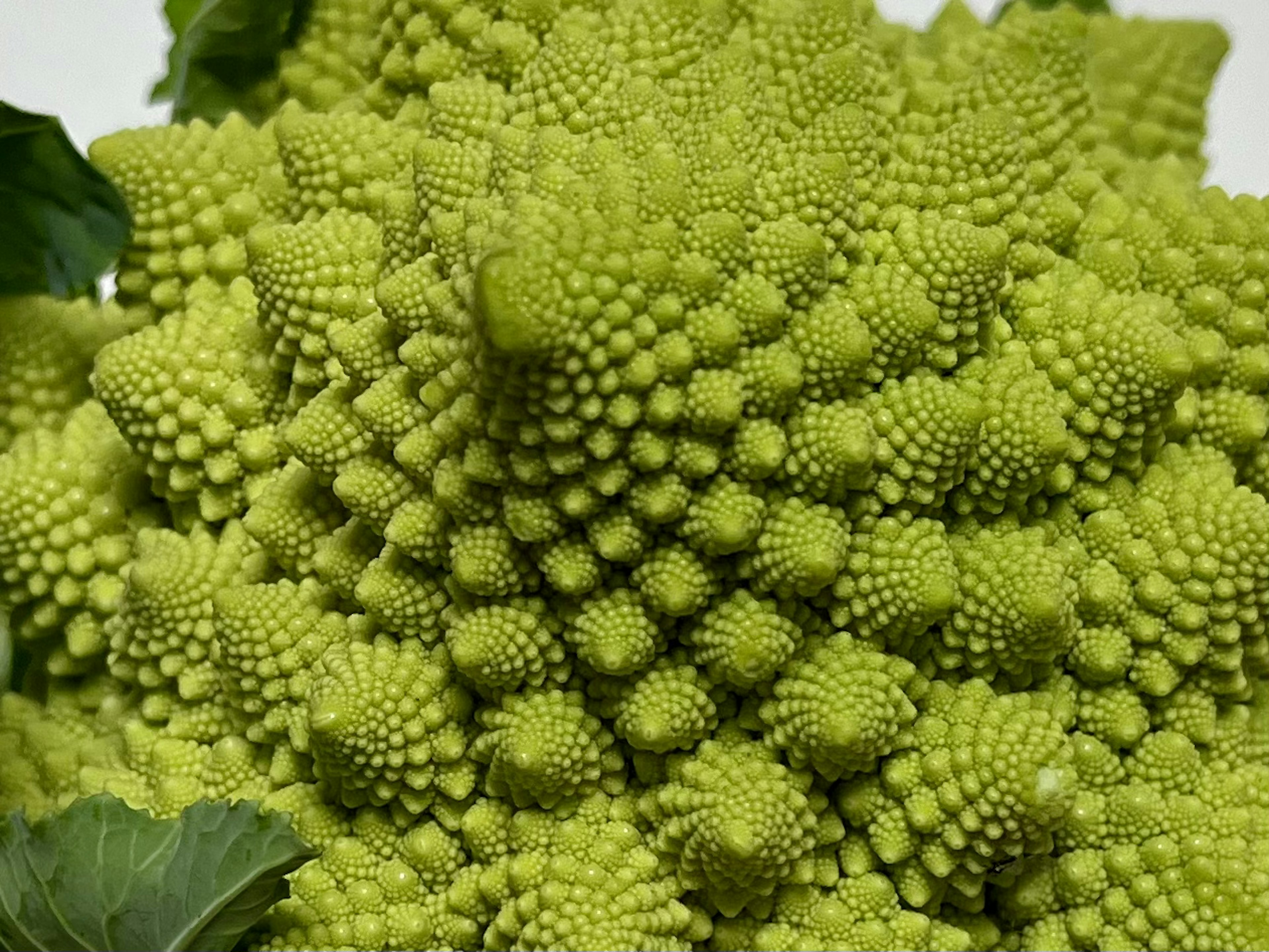 Primo piano di un distintivo broccolo romanesco verde