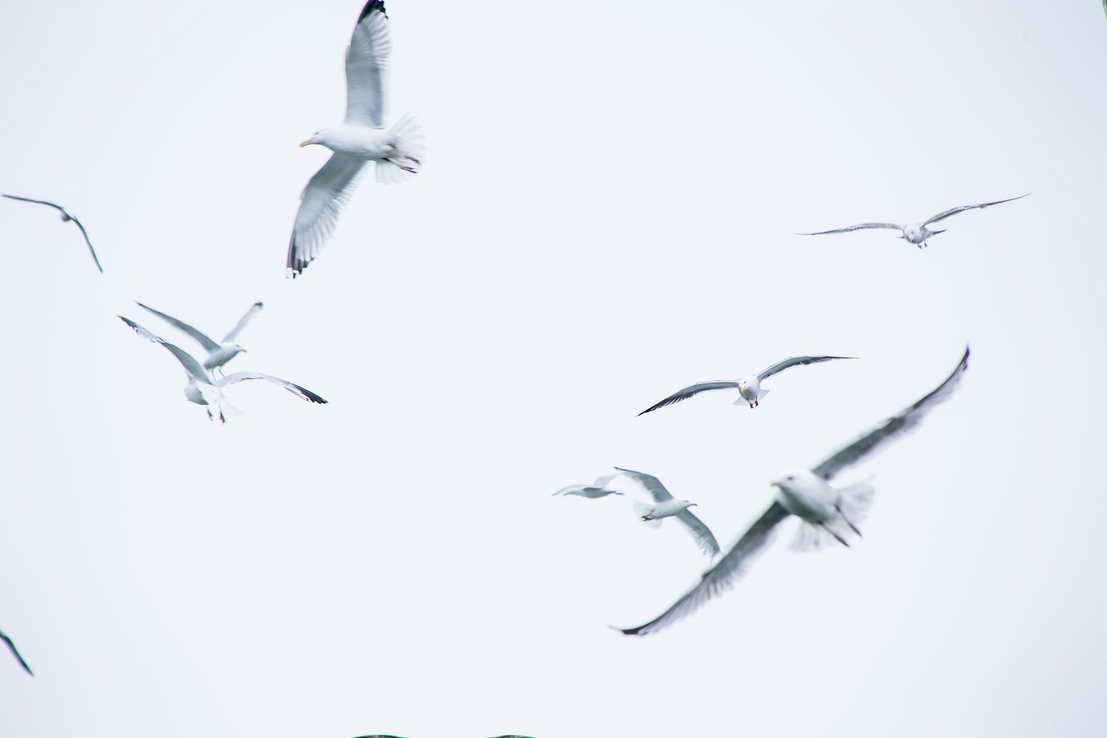 Eine Gruppe weißer Vögel, die in einem hellen Himmel fliegen