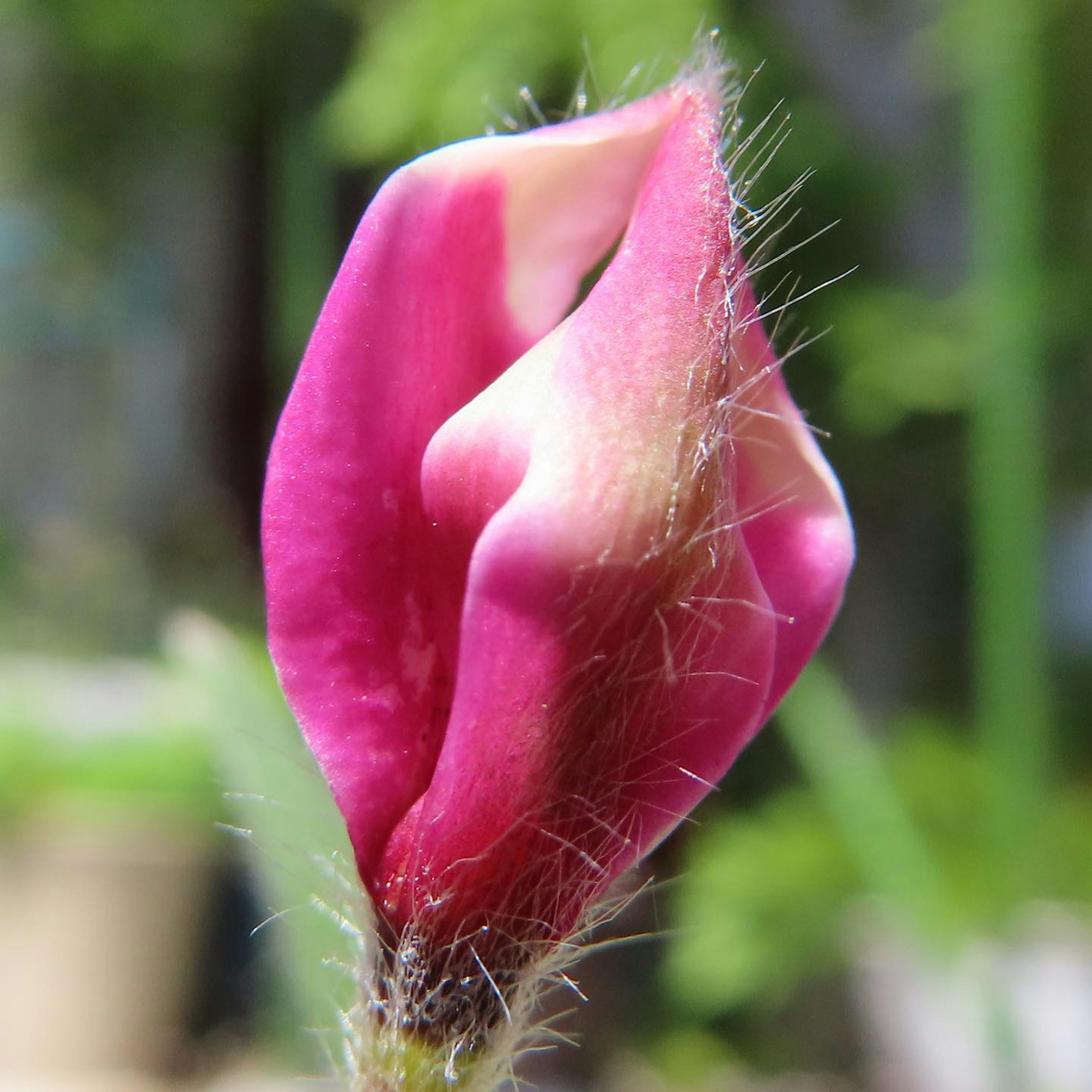 Lebendiger rosa Blumenknospe vor grünem Hintergrund