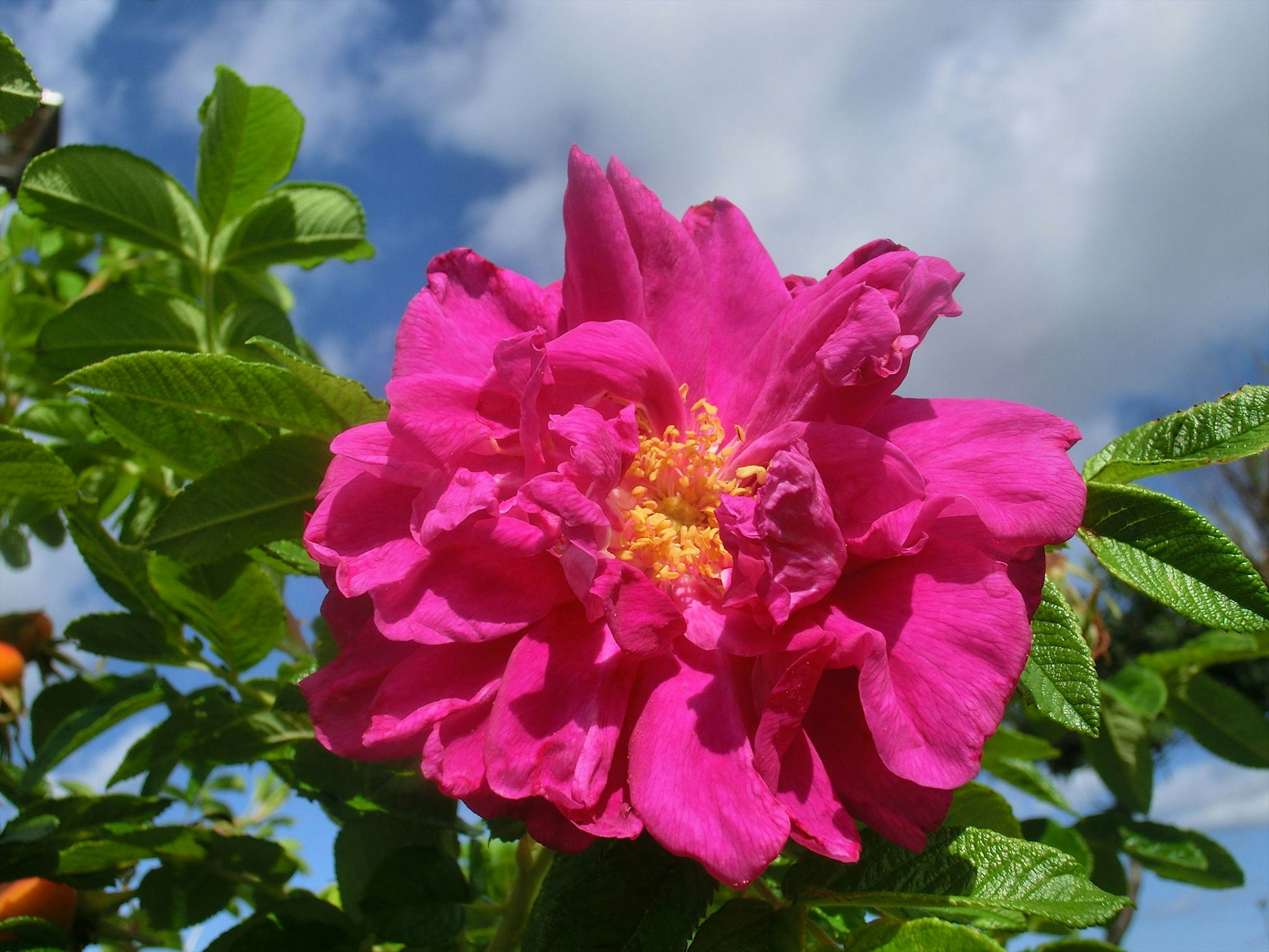 Bright pink flower blooming under a blue sky