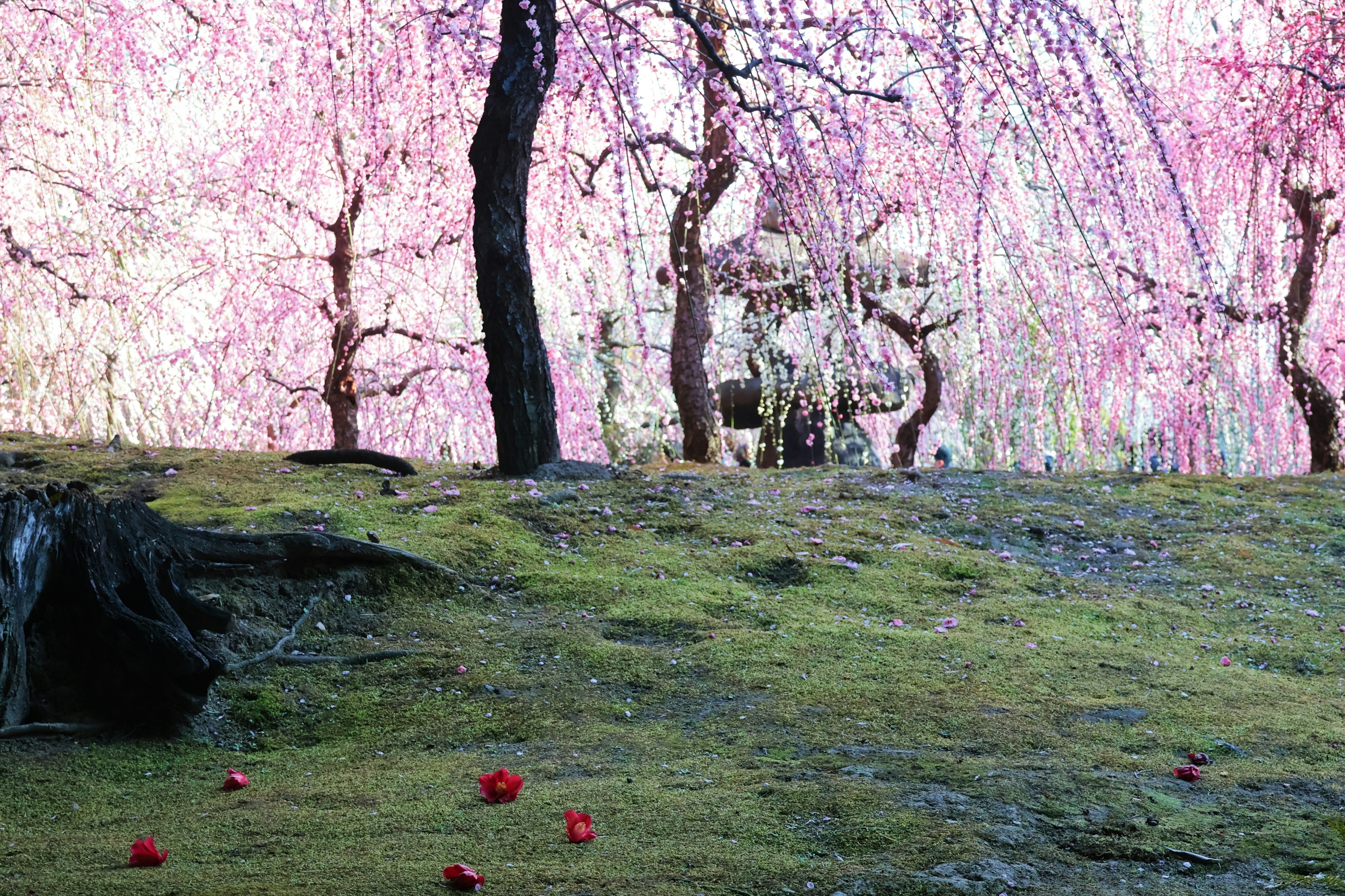 Scenic view of cherry blossom trees with pink flowers Green mossy ground scattered with red petals