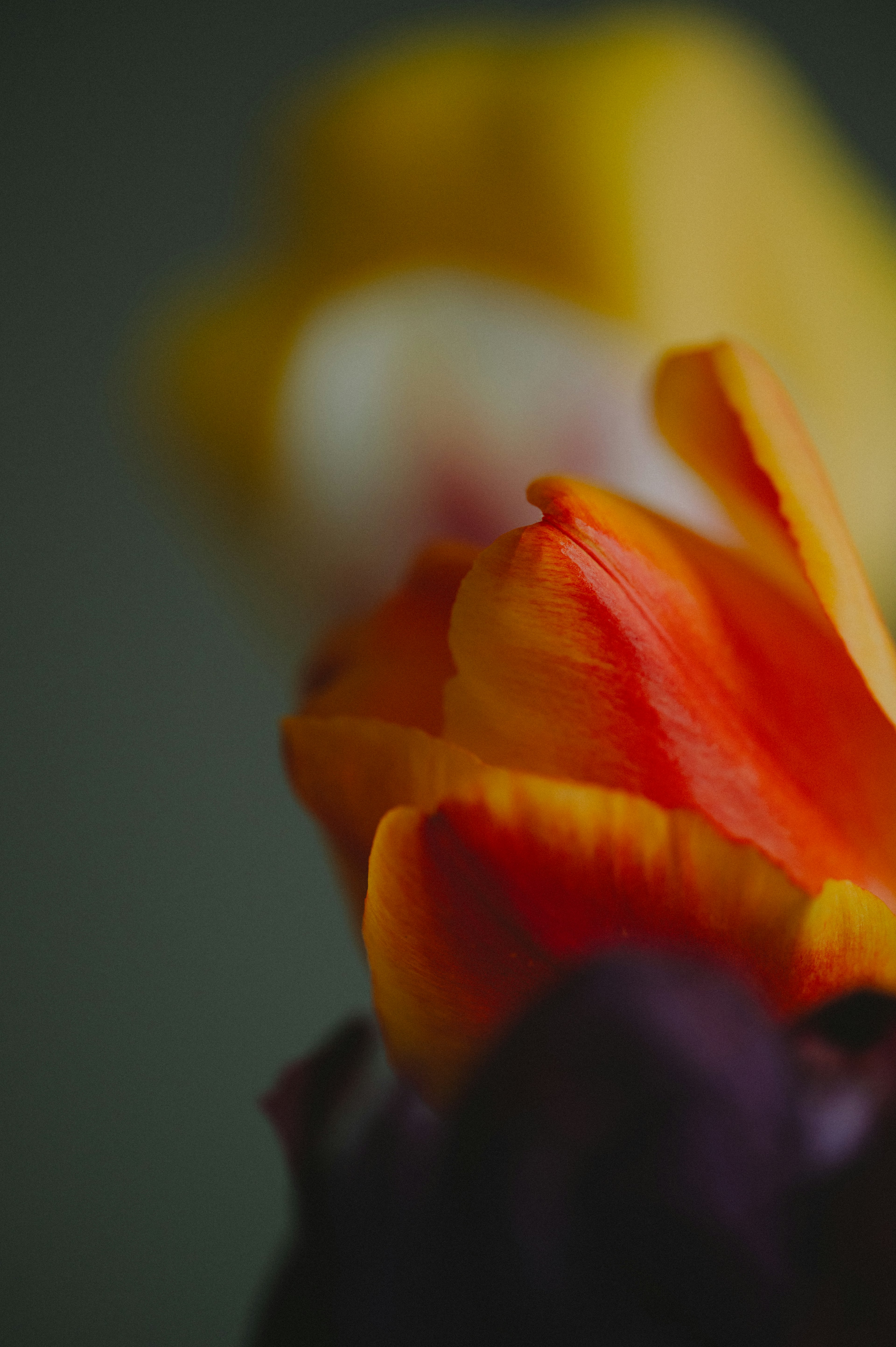 Primer plano de una flor con pétalos naranjas y amarillos vibrantes