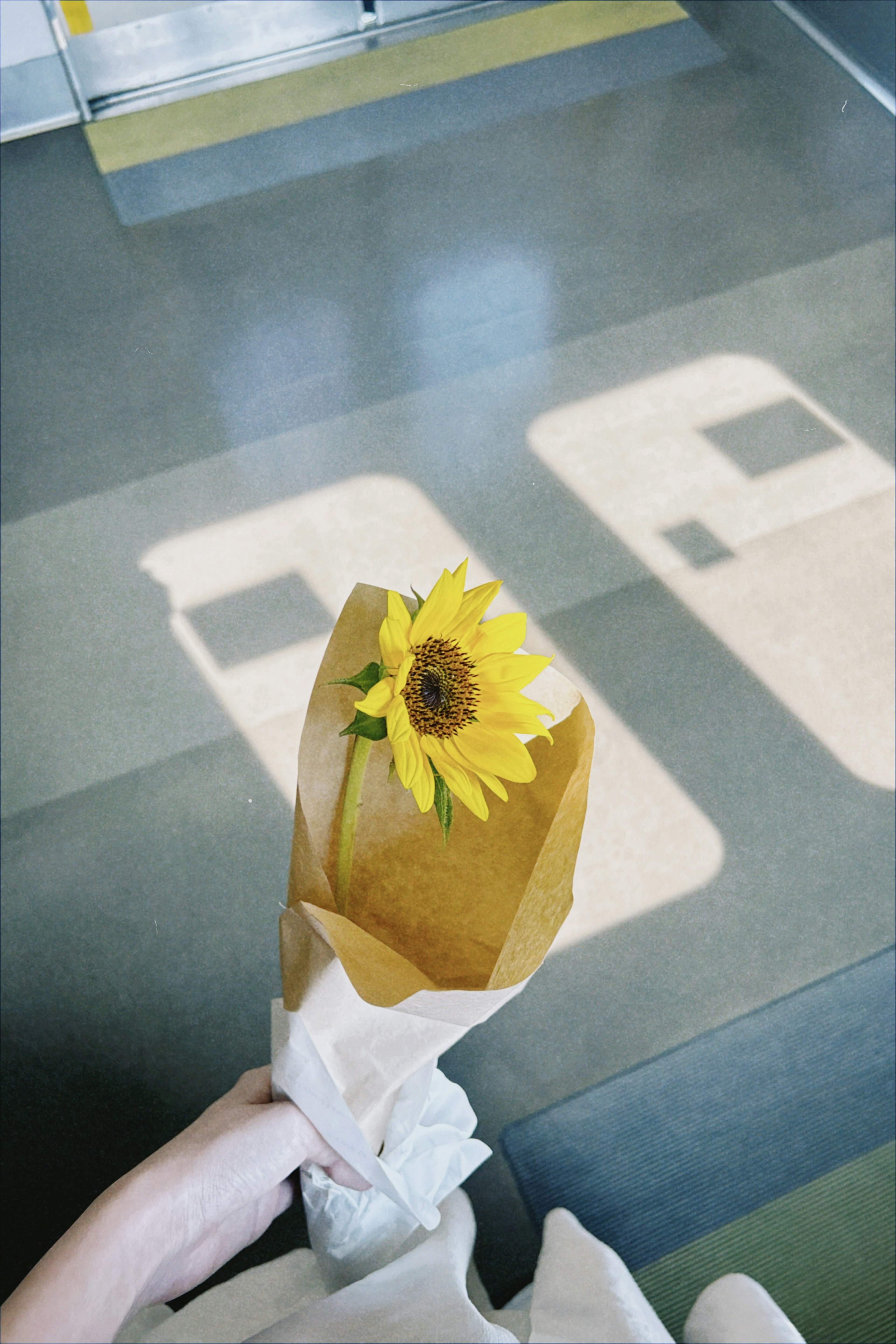 A bouquet of sunflowers held in hand in a brightly lit indoor setting