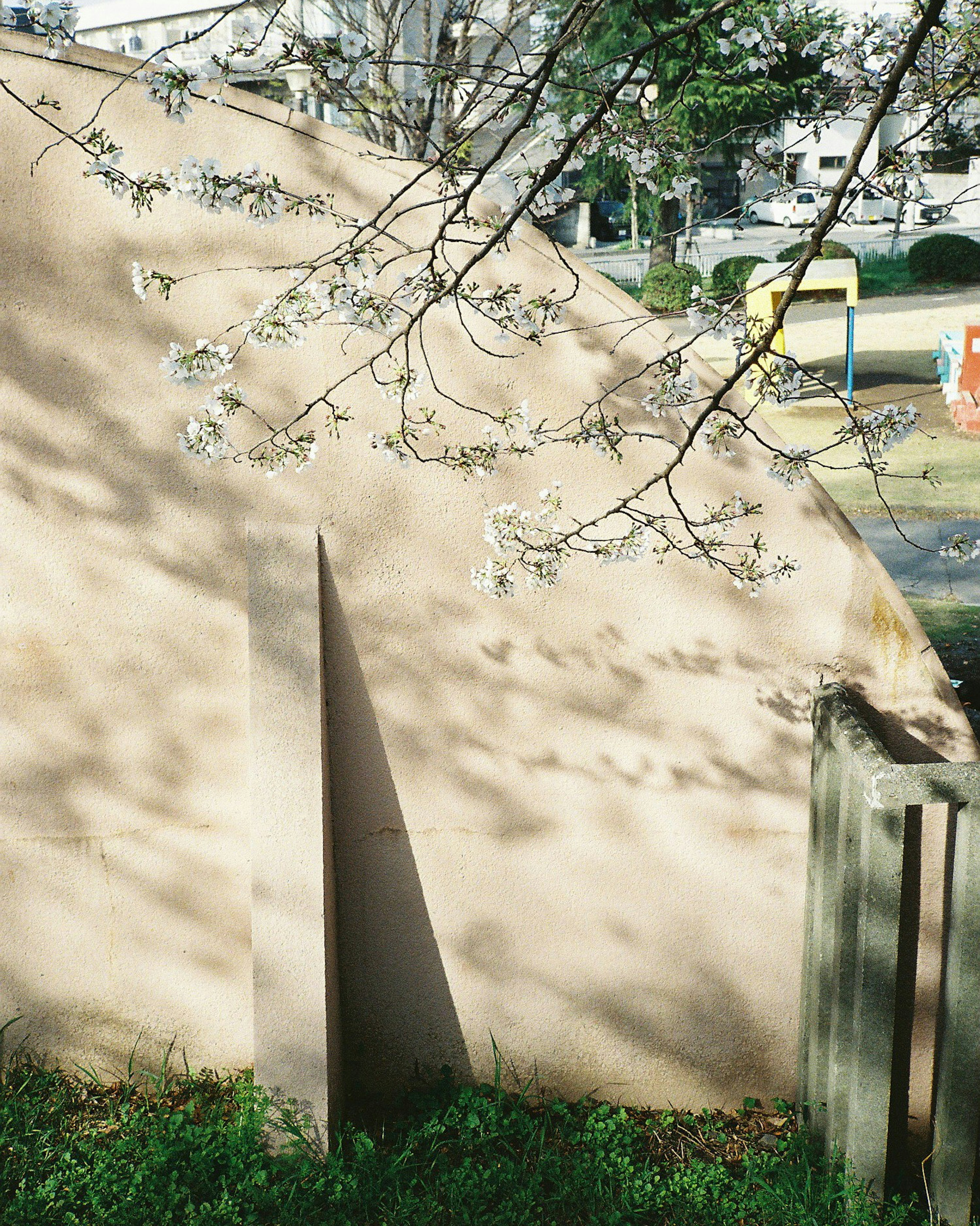 Pared de color claro debajo de un árbol de cerezo en un parque