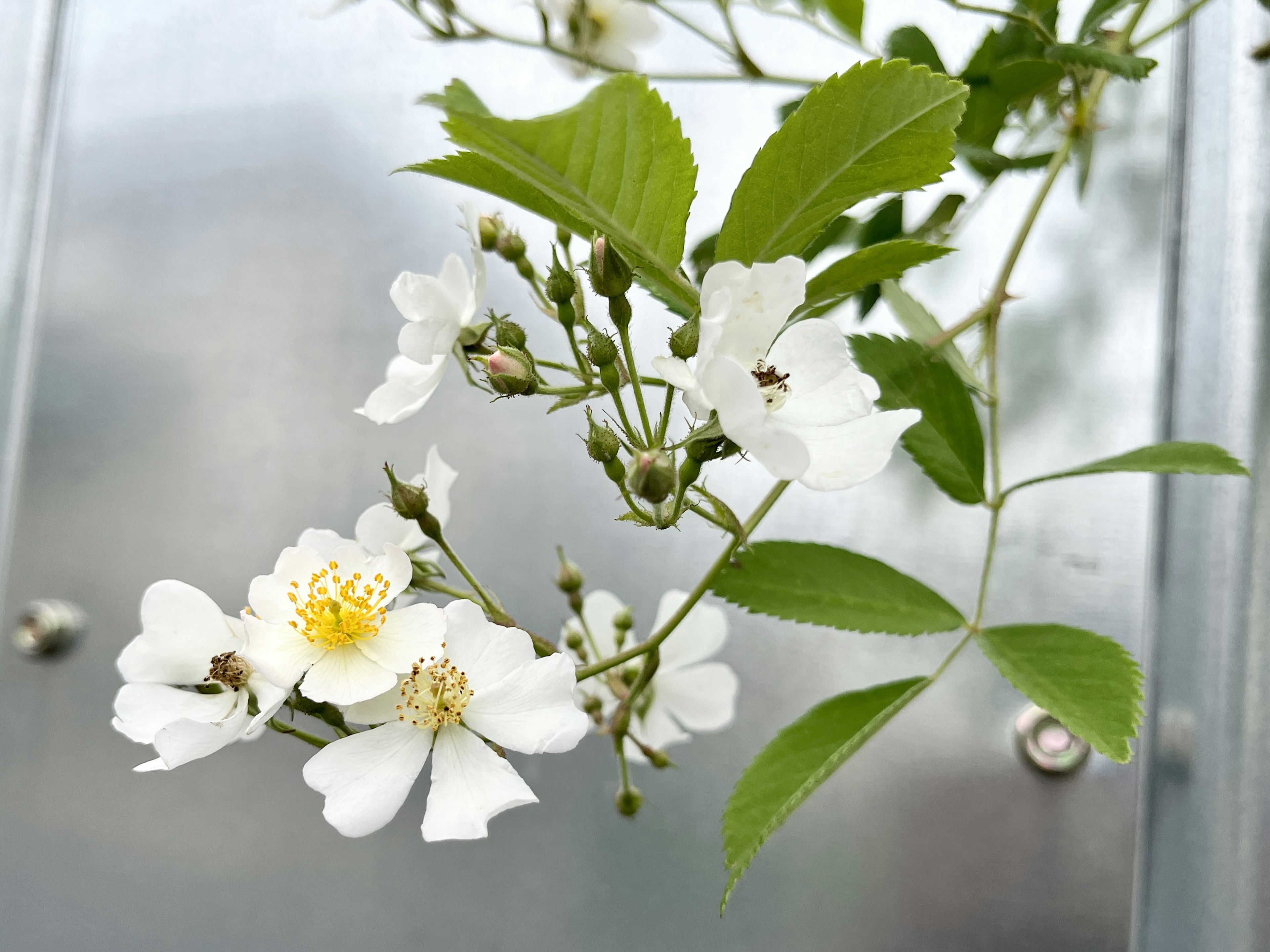 Gros plan d'une plante avec des fleurs blanches et des feuilles vertes