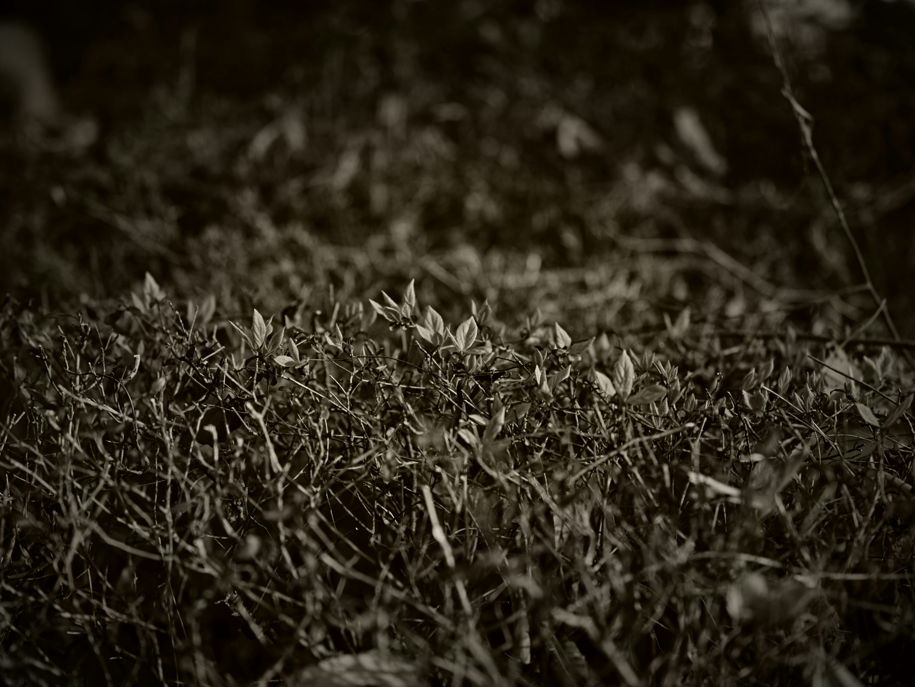 Close-up of grassland with new sprouts against a dark background