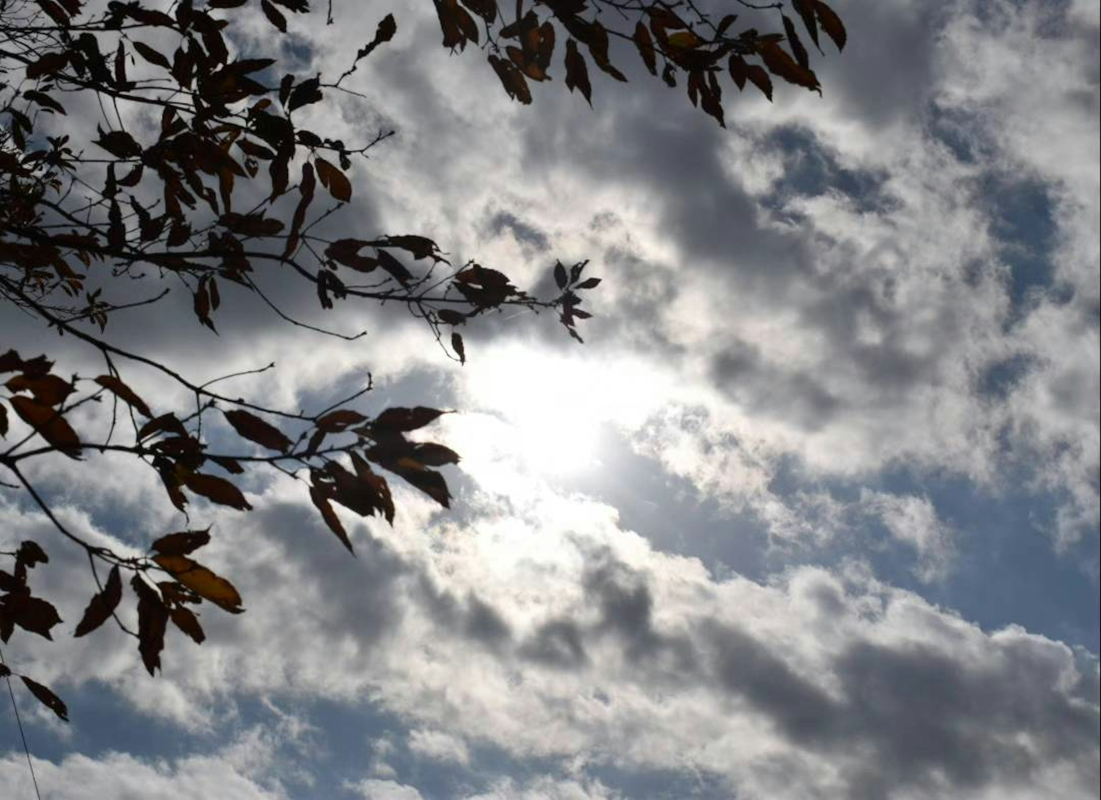 Luz del sol filtrándose a través de las nubes con ramas de árbol en primer plano