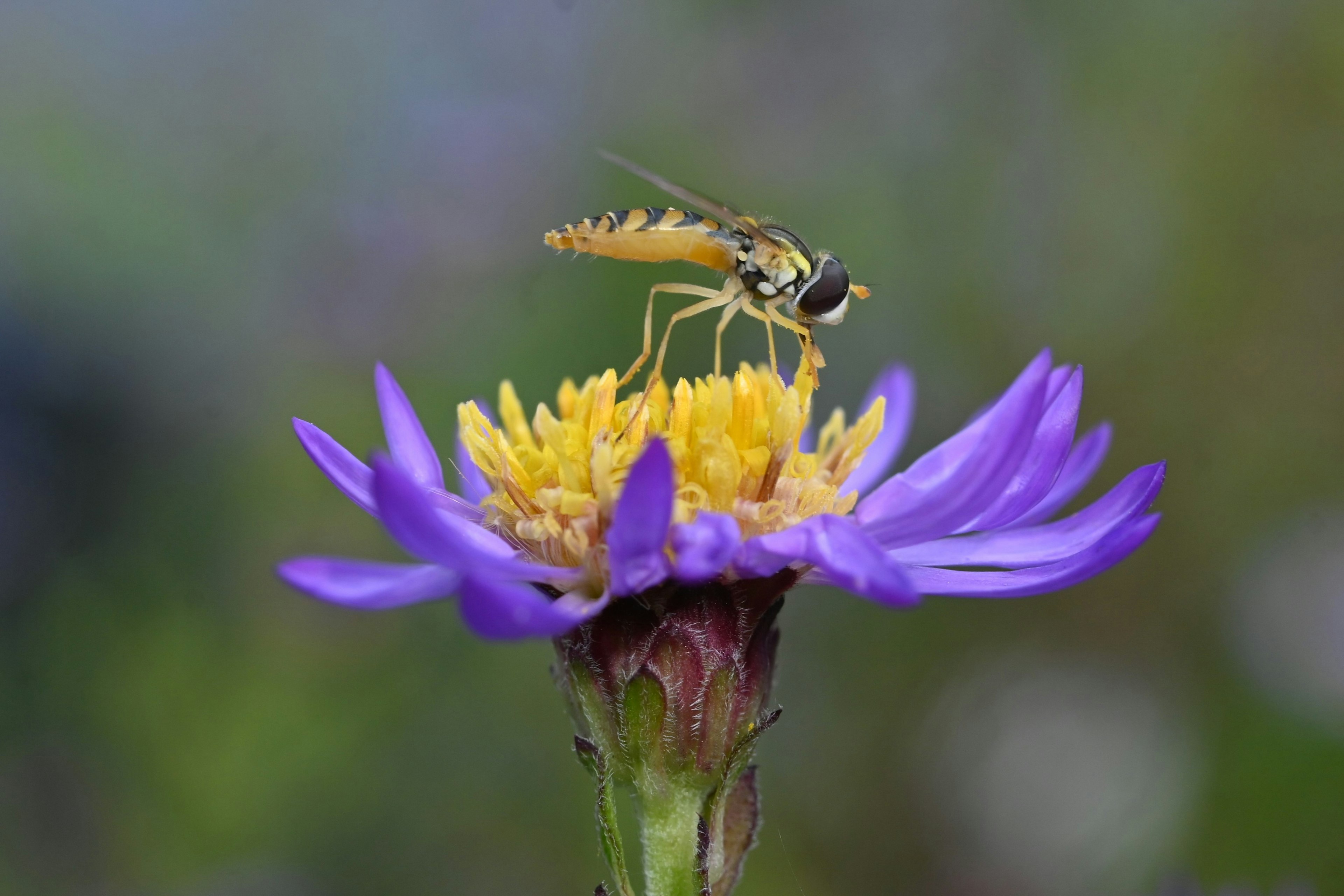 Nahaufnahme eines kleinen Insekts auf einer lila Blume