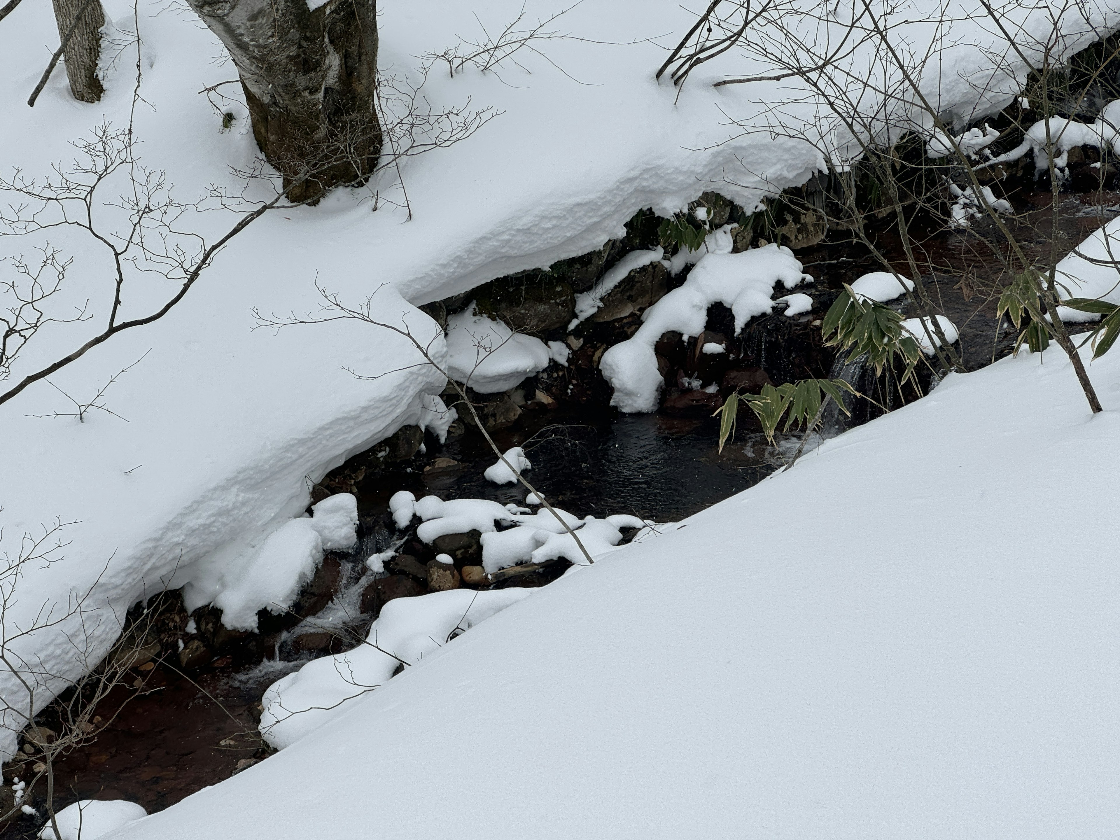 被雪覆蓋的小溪和周圍的樹木