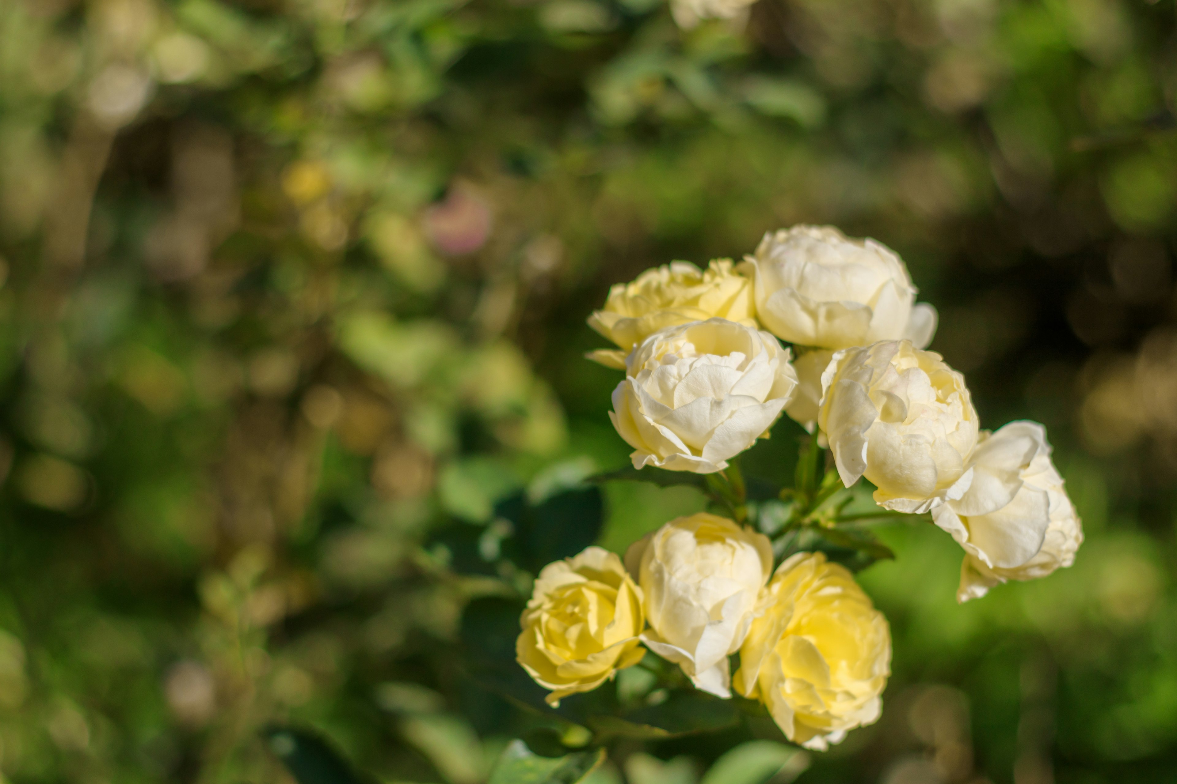 A bouquet of yellow roses against a green background