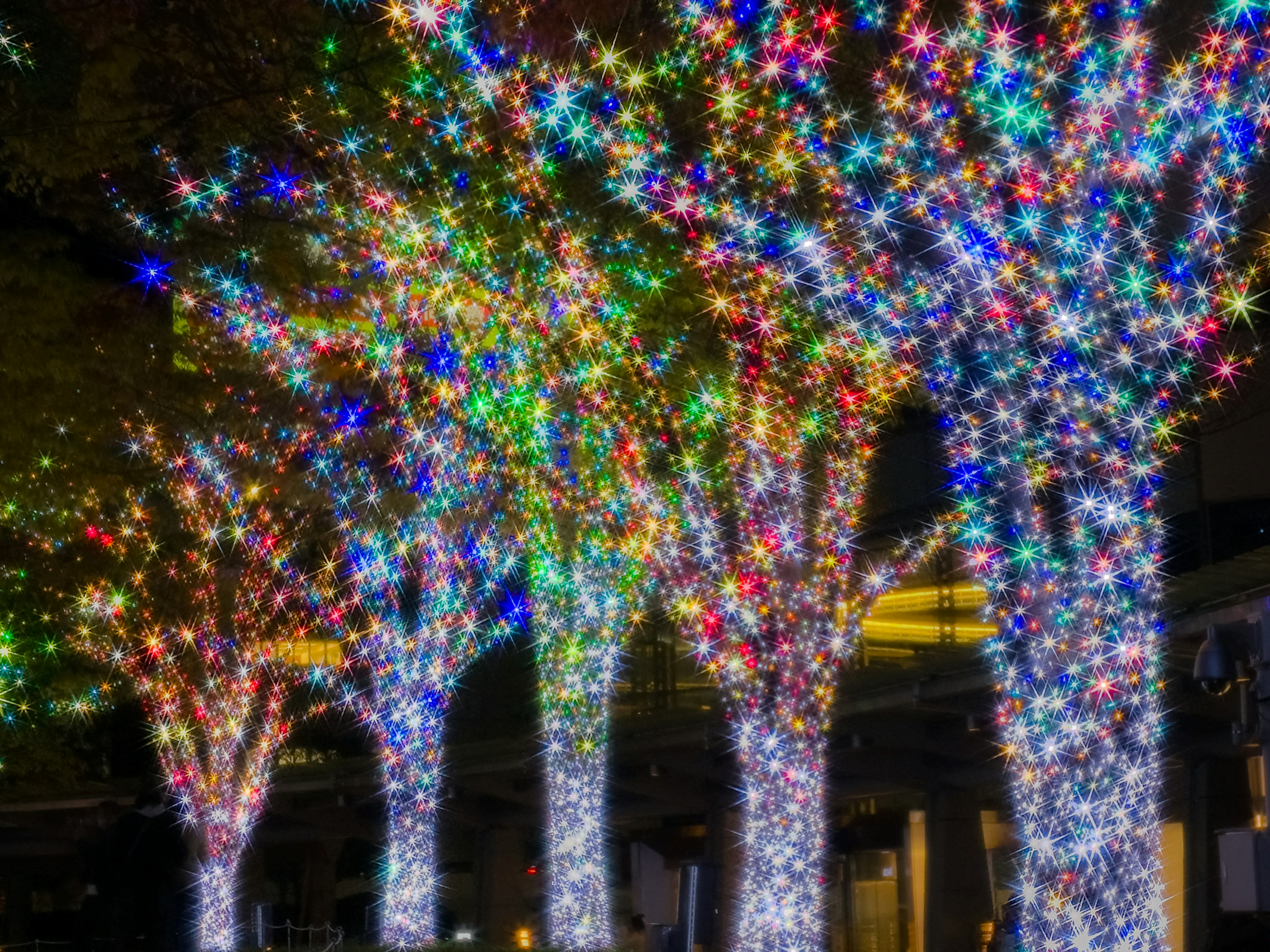 A row of trees adorned with colorful lights